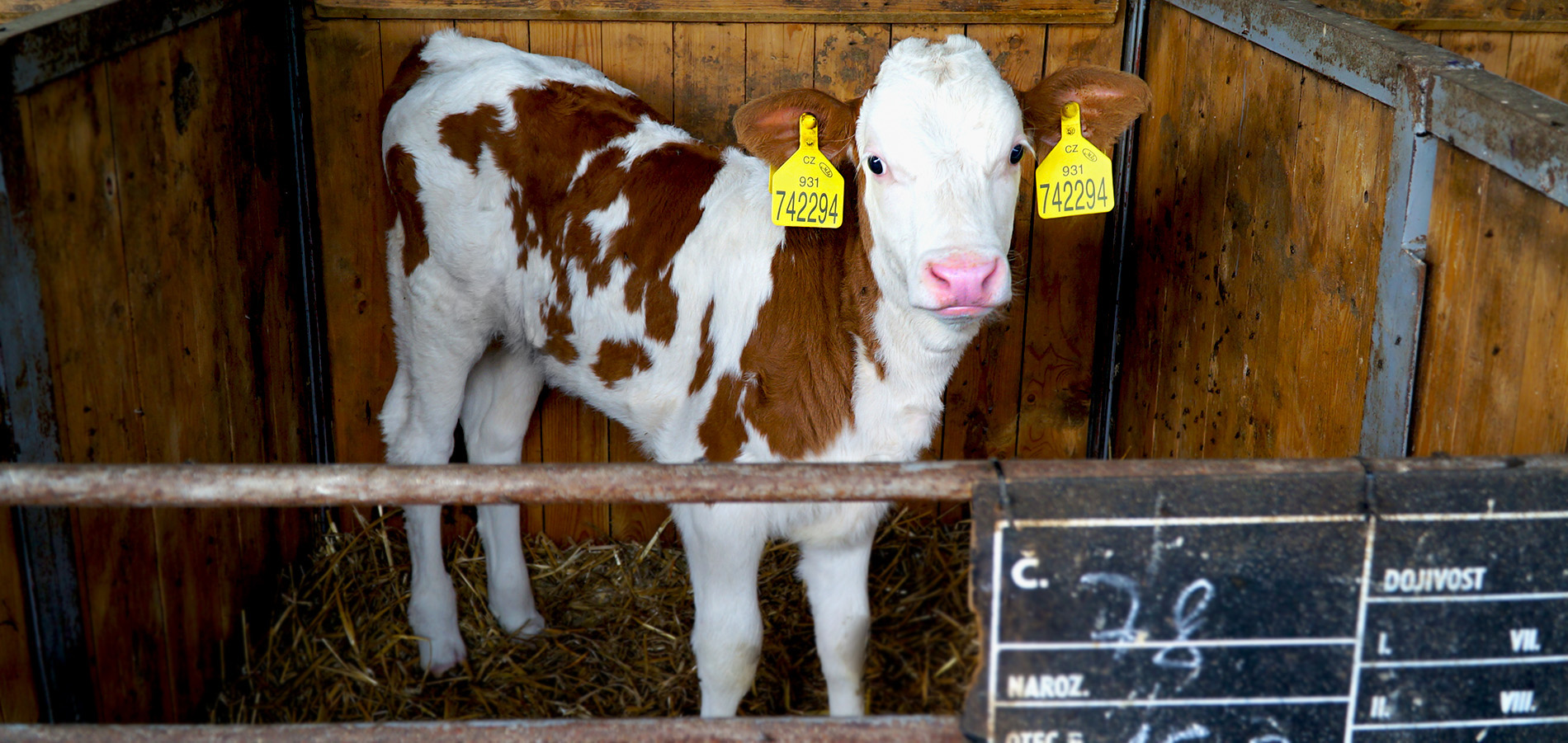 Zemědělské družstvo Ločenice foto 3