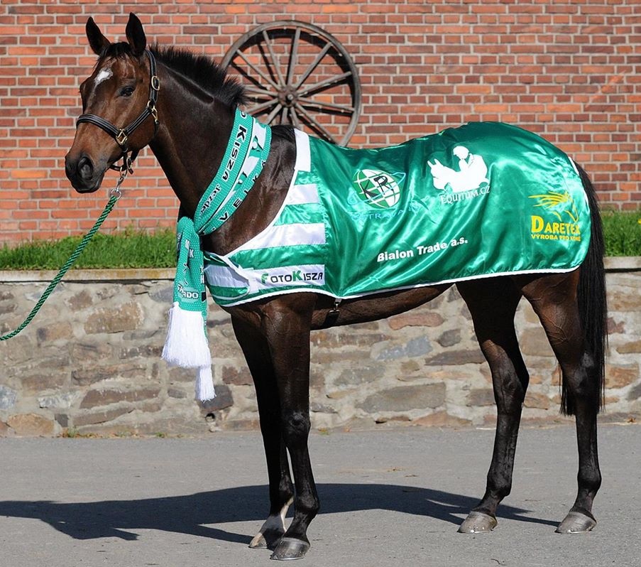 DARETEX, jezdecké potřeby foto 2