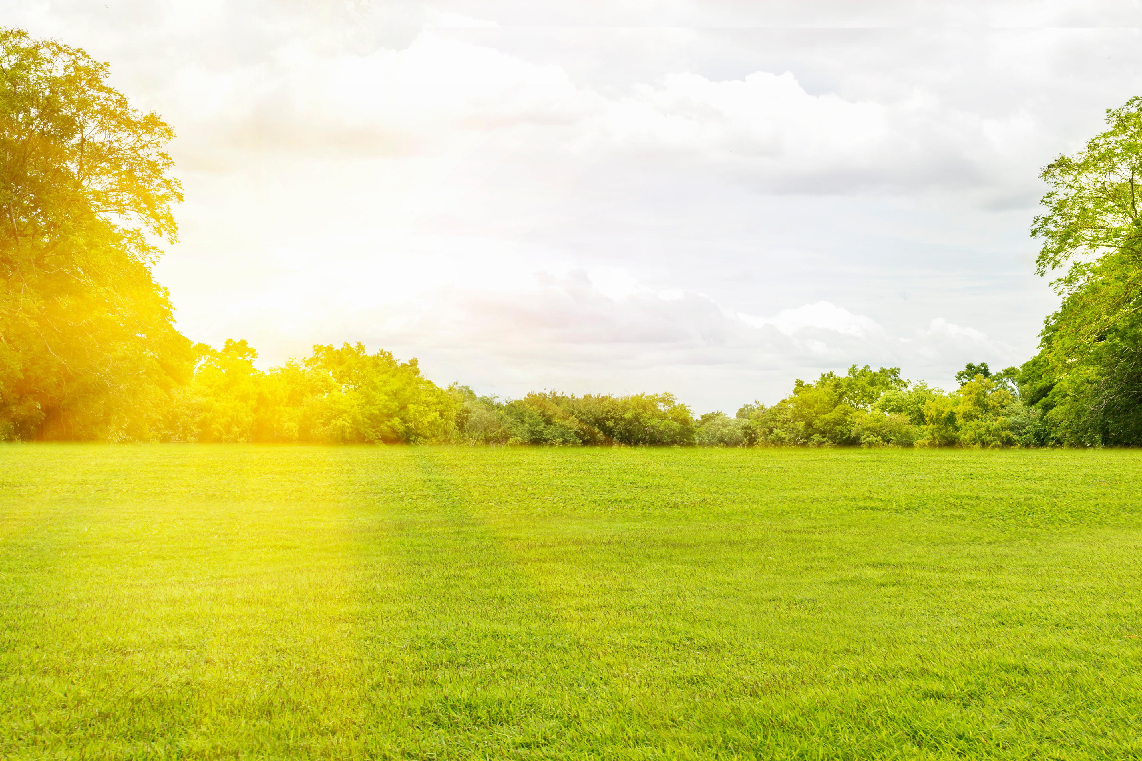 Travní koberec, setý trávník