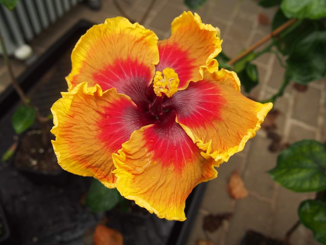 Kvetoucí potěšení foto 4