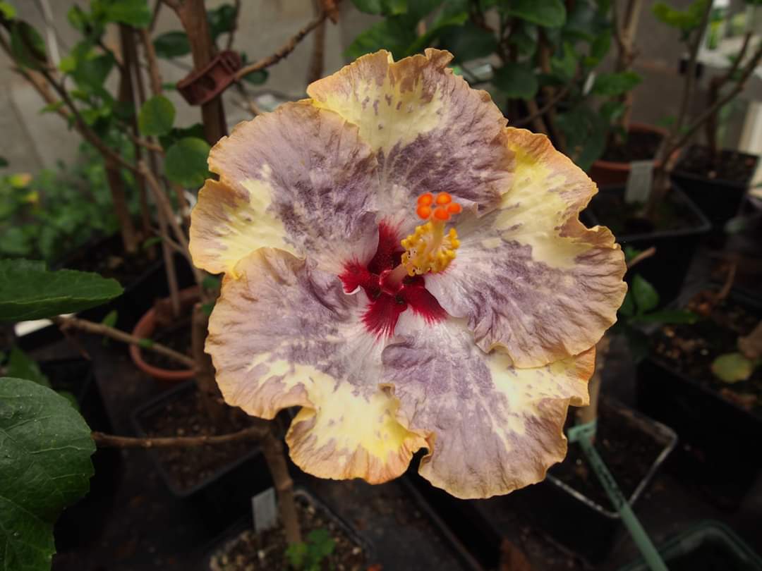 Kvetoucí potěšení foto 3