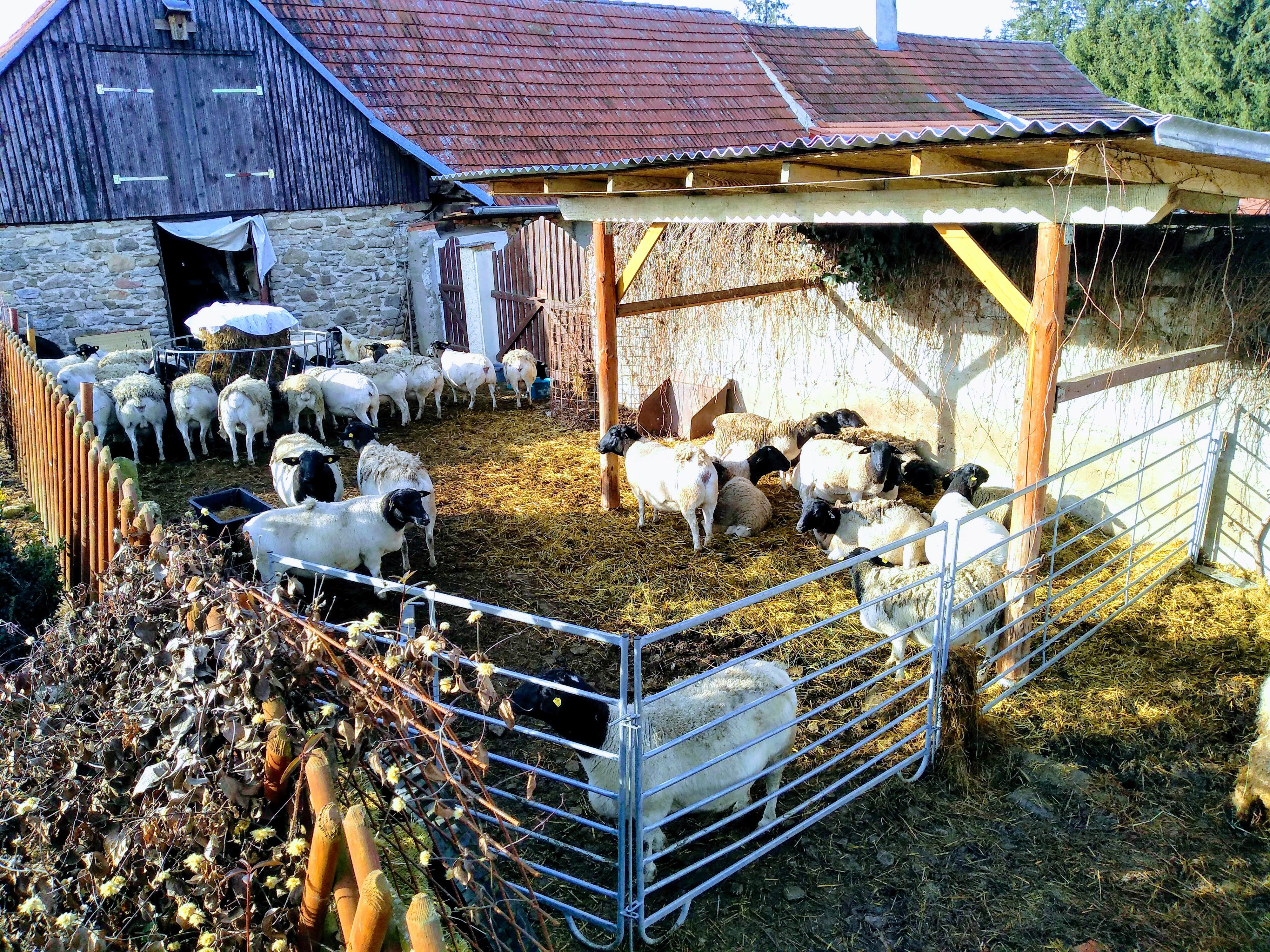 Ovčí farma Dluhoště foto 3
