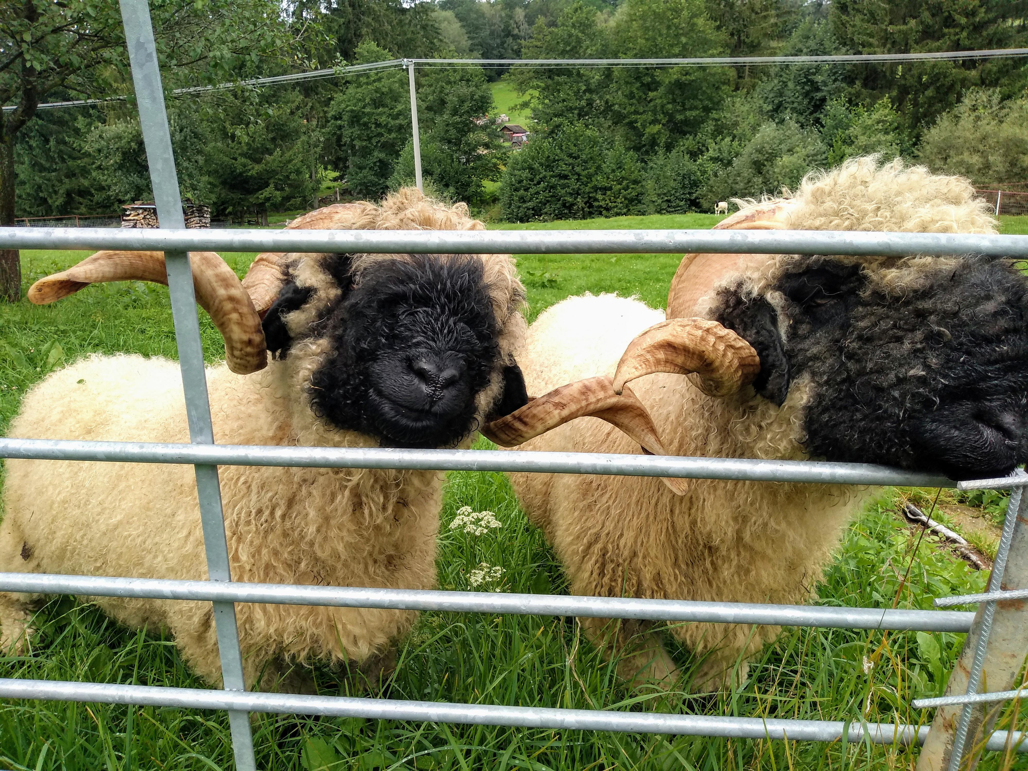 Ovčí farma Dluhoště foto 4
