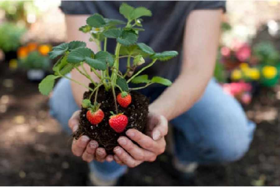 Právě nabízíme sadbu jahod!