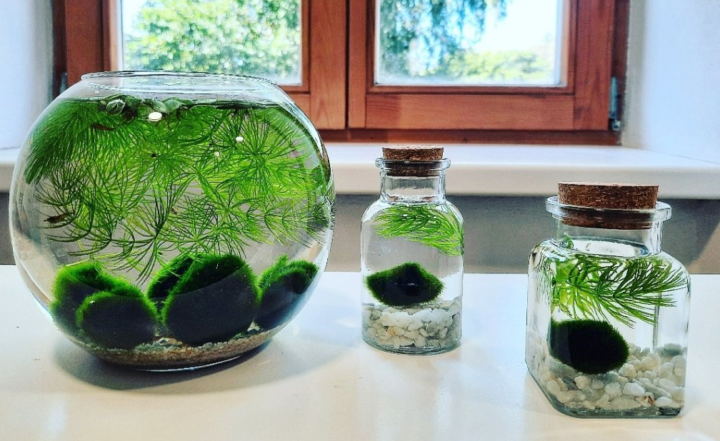 Akvaristika-24.cz foto 5