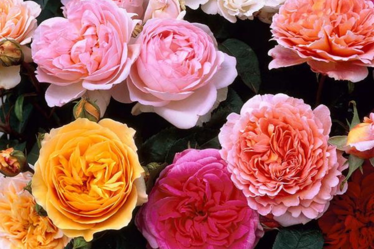 ARBO - zahradnictví, s.r.o.