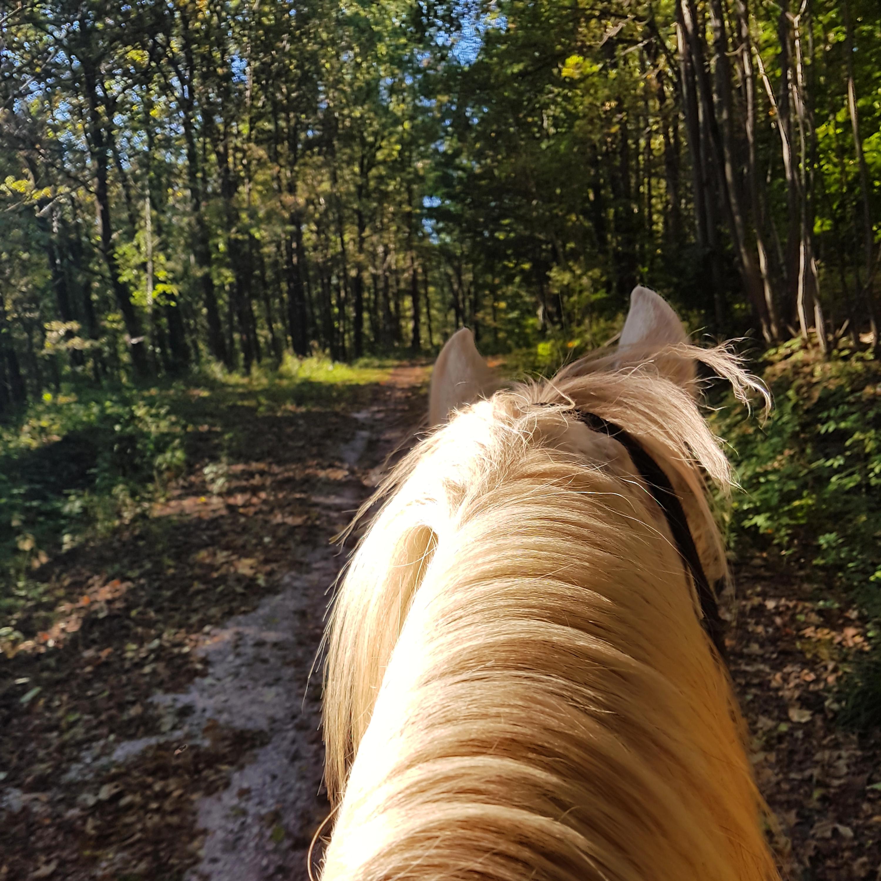 Vraní vrch - paddock paradise foto 4