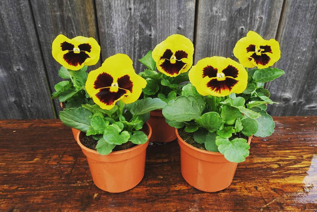 Zahradnictví WEISS s.r.o. foto 6