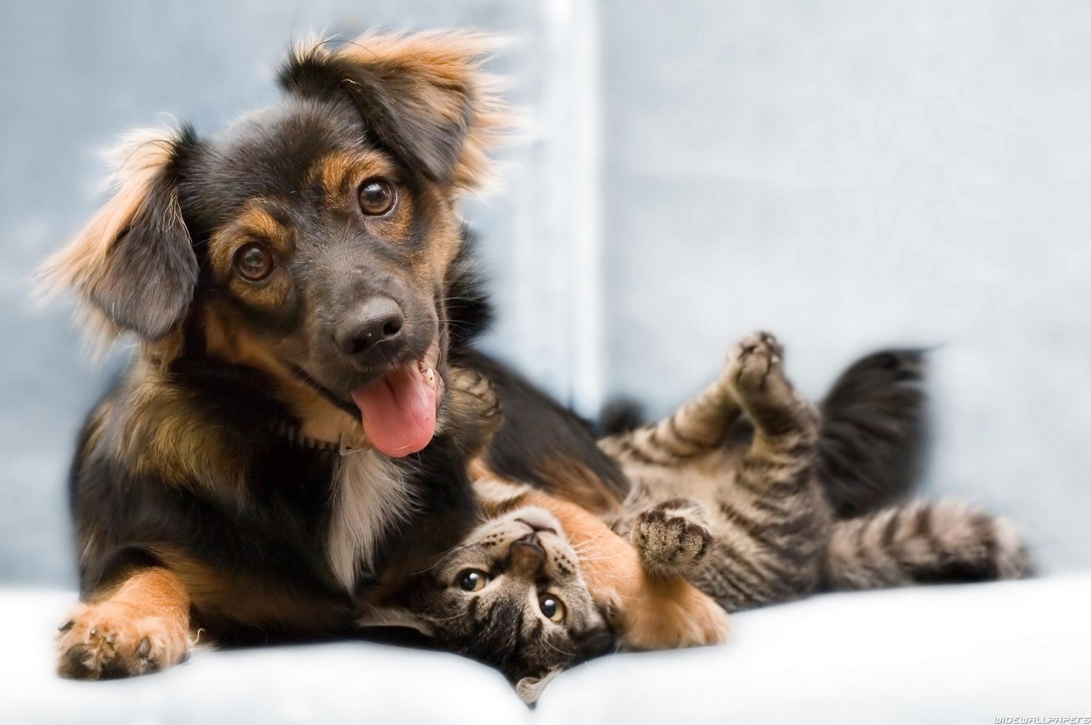 Veterinární ambulance MVDr. Jiří Karlík foto 1