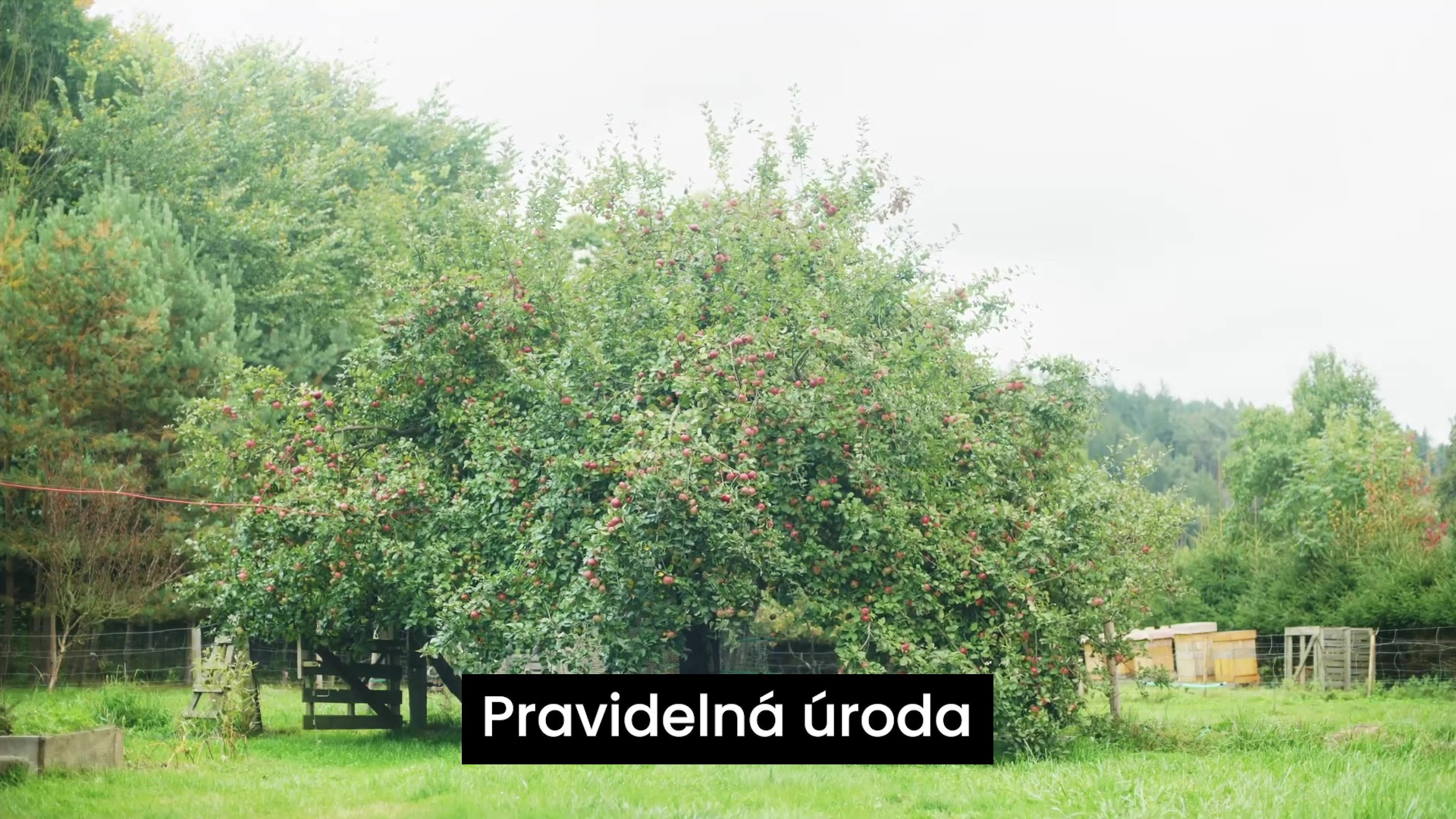 Jan Pospíšil Stromolezec foto 2 (náhled videa)