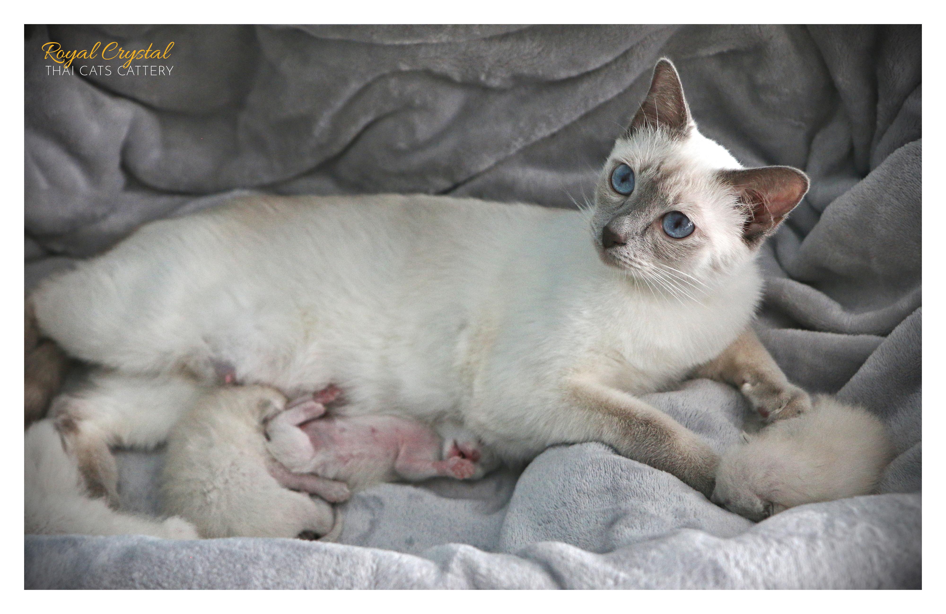 Royal Crystal, Thai Cats cattery foto 2