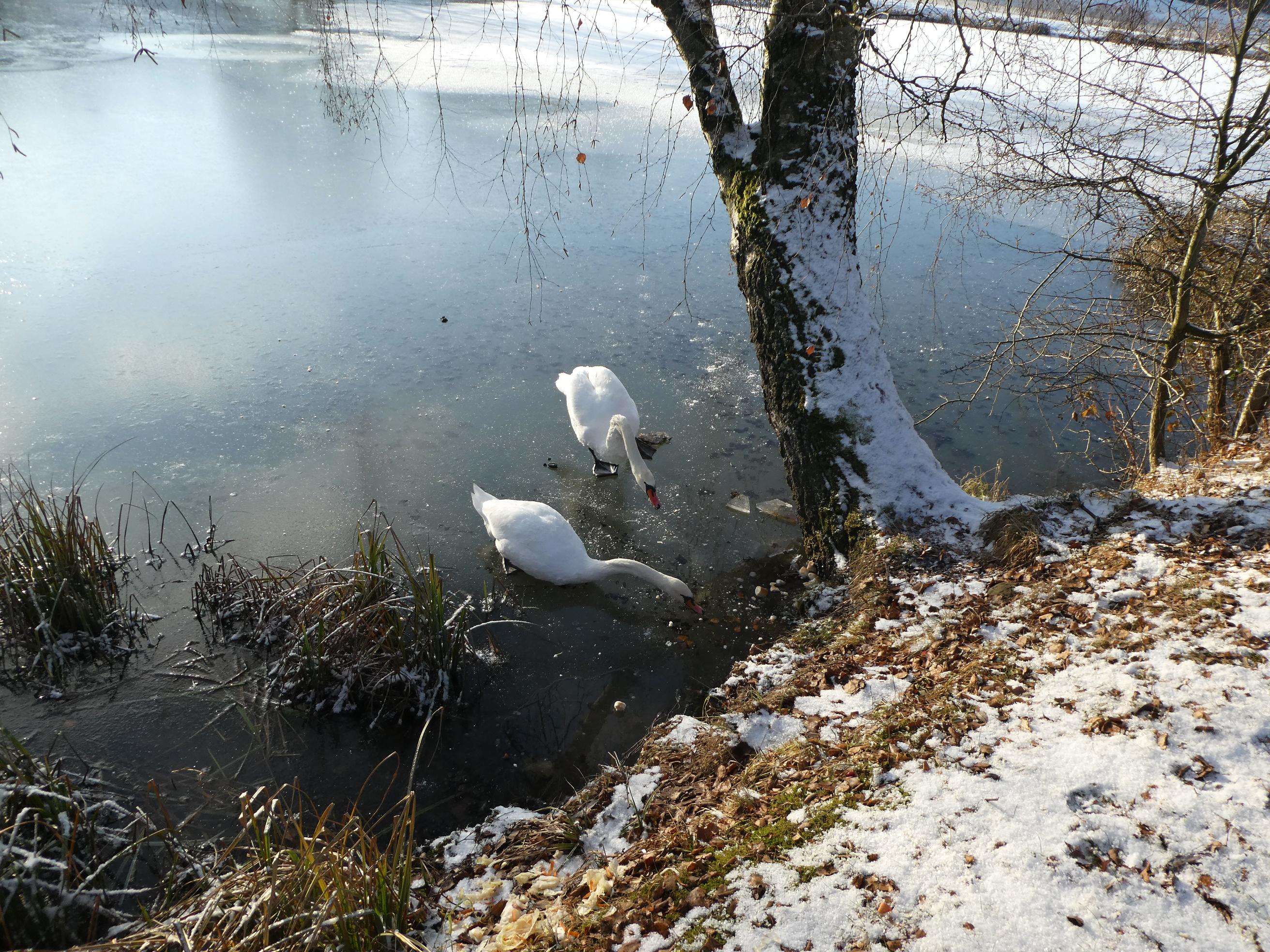 Junák - český skaut, středisko Permoník Rtyně v Podkrkonoší foto 5