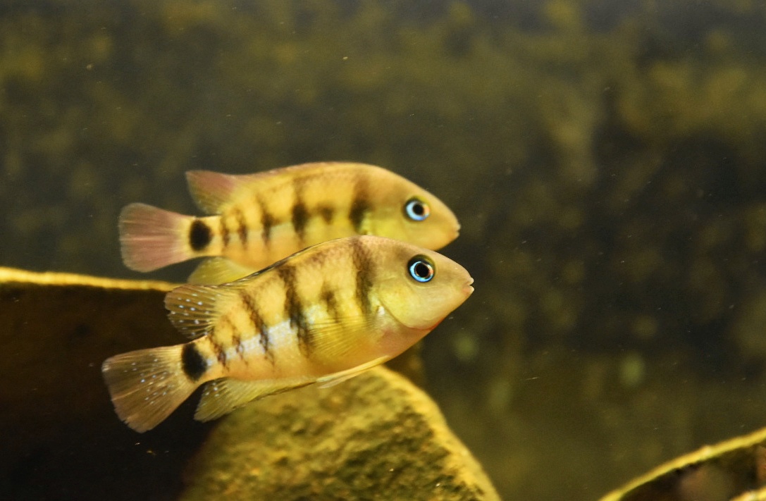 Veřejné akvárium v České Lípě foto 5