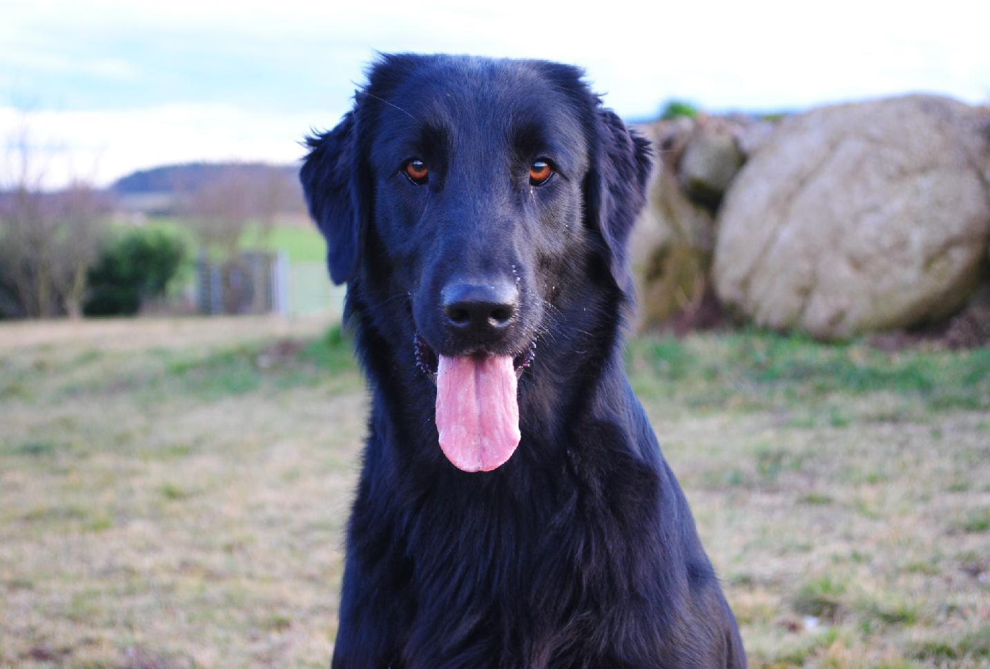 Z Kraje kamenů - chovatelská stanice Flat coated retriever foto 3