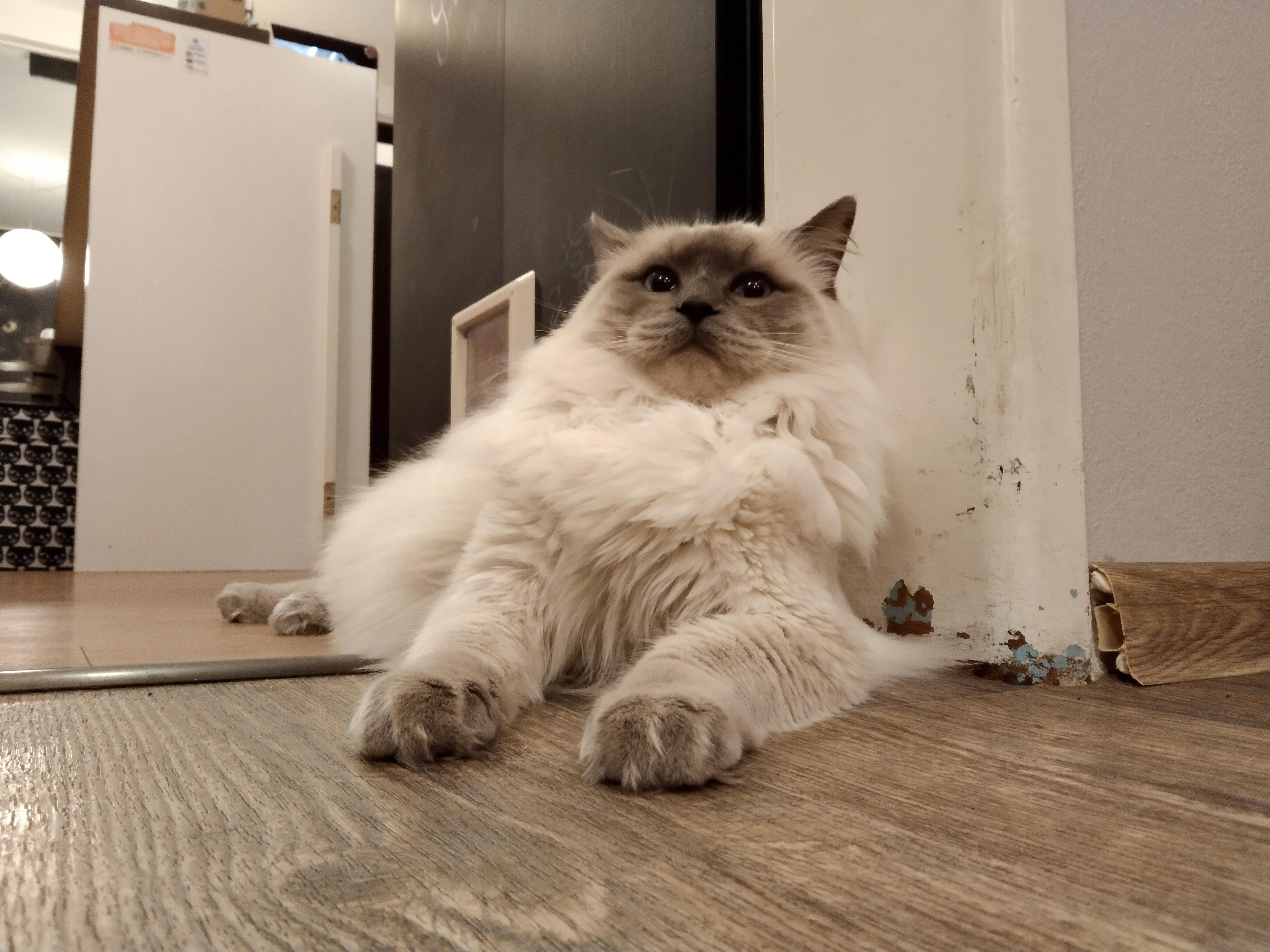 CoffeeCat - kočičí kavárna foto 4