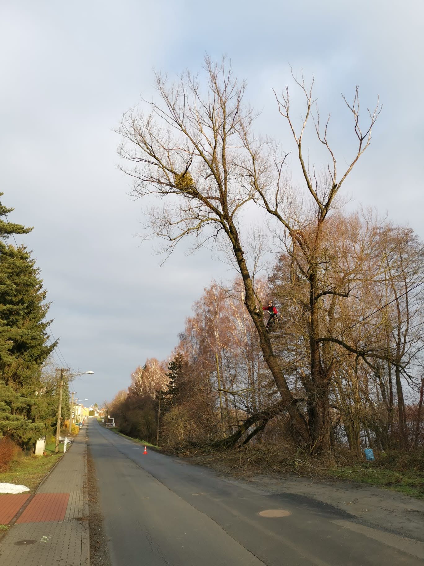 Jedlička - ořezy stromů, výškové práce foto 3