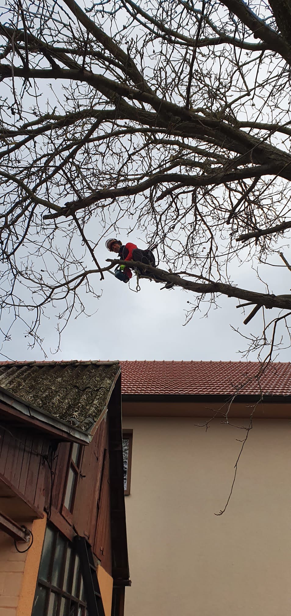 Jedlička - ořezy stromů, výškové práce foto 5