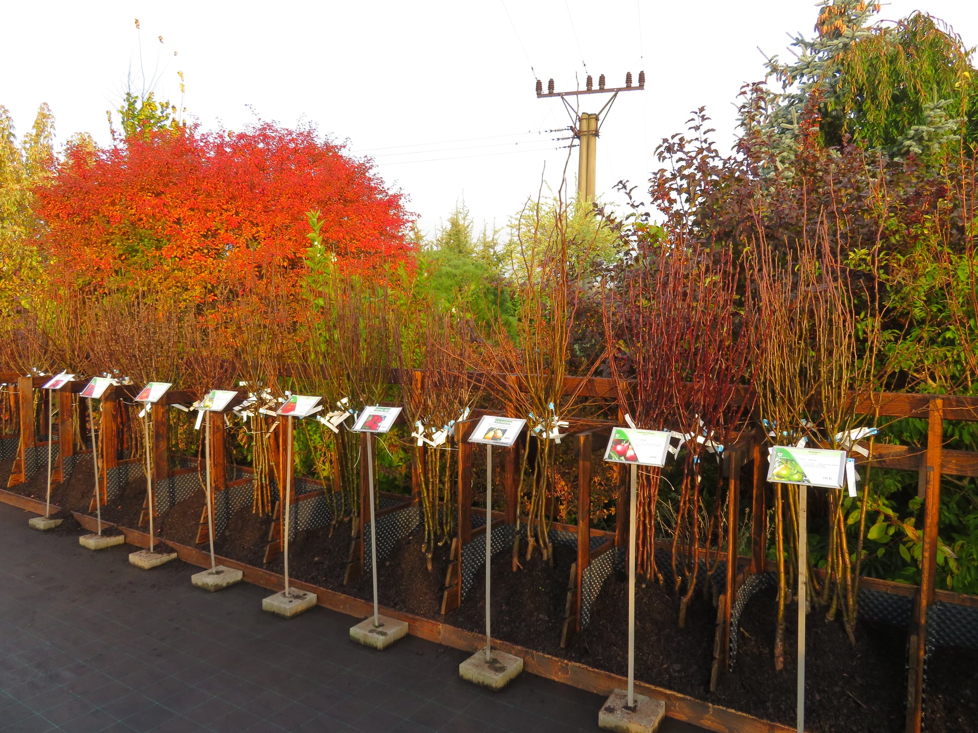 Zahradnictví Hrabík foto 4