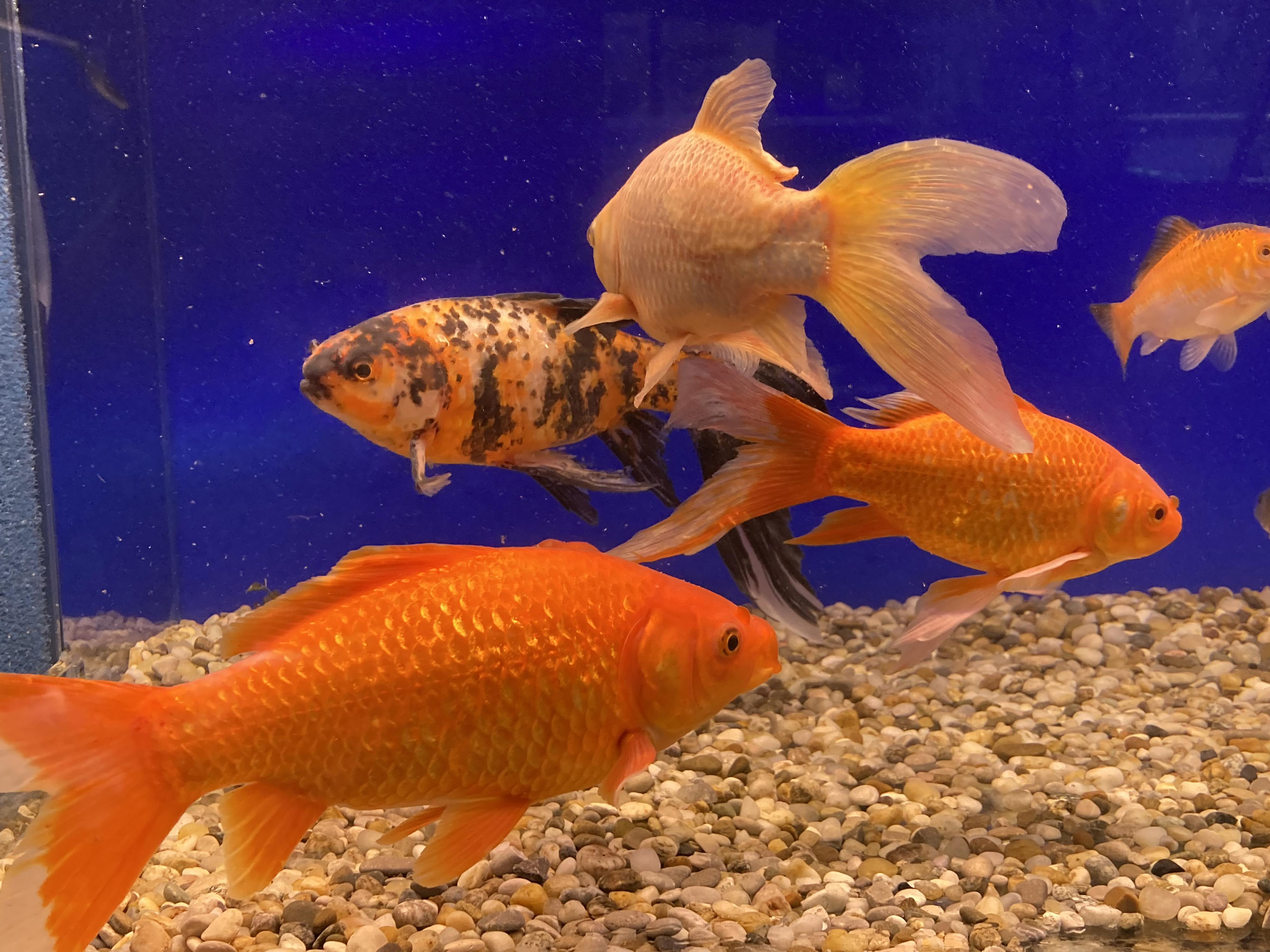 ZOONIKA Florián foto 6