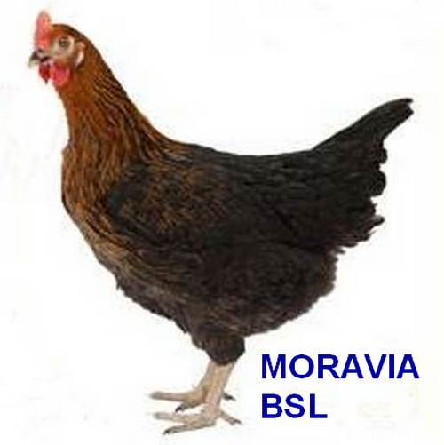 Kuřice s.r.o. - KURICE.CZ foto 3