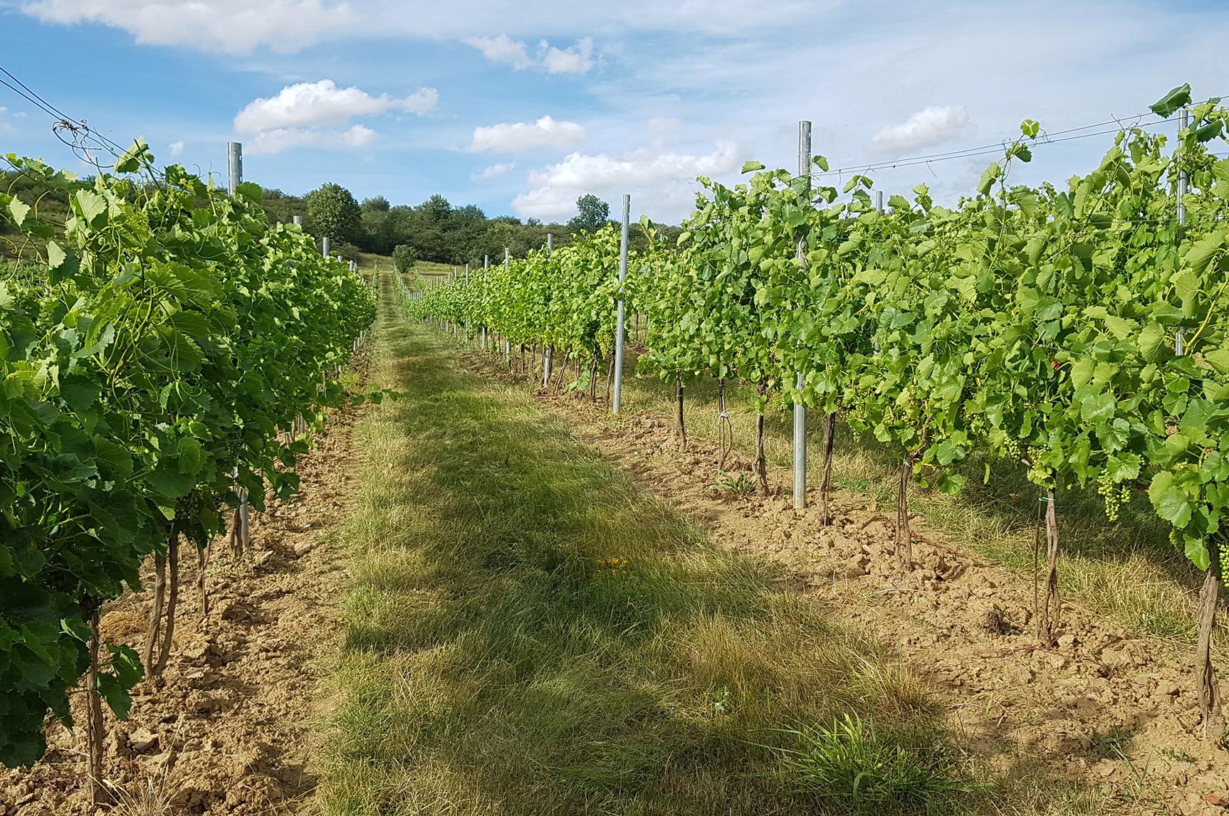 Vičické vinařství Mikulášek