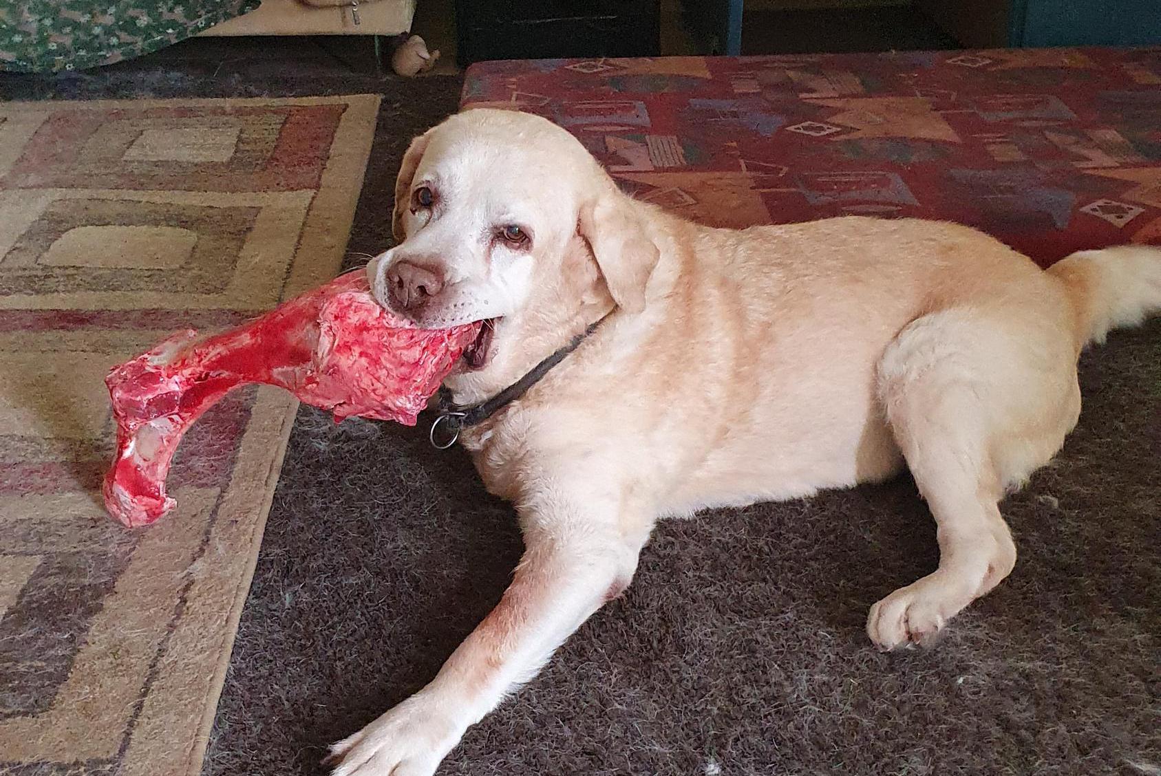 Psí školka a hotel MiMi