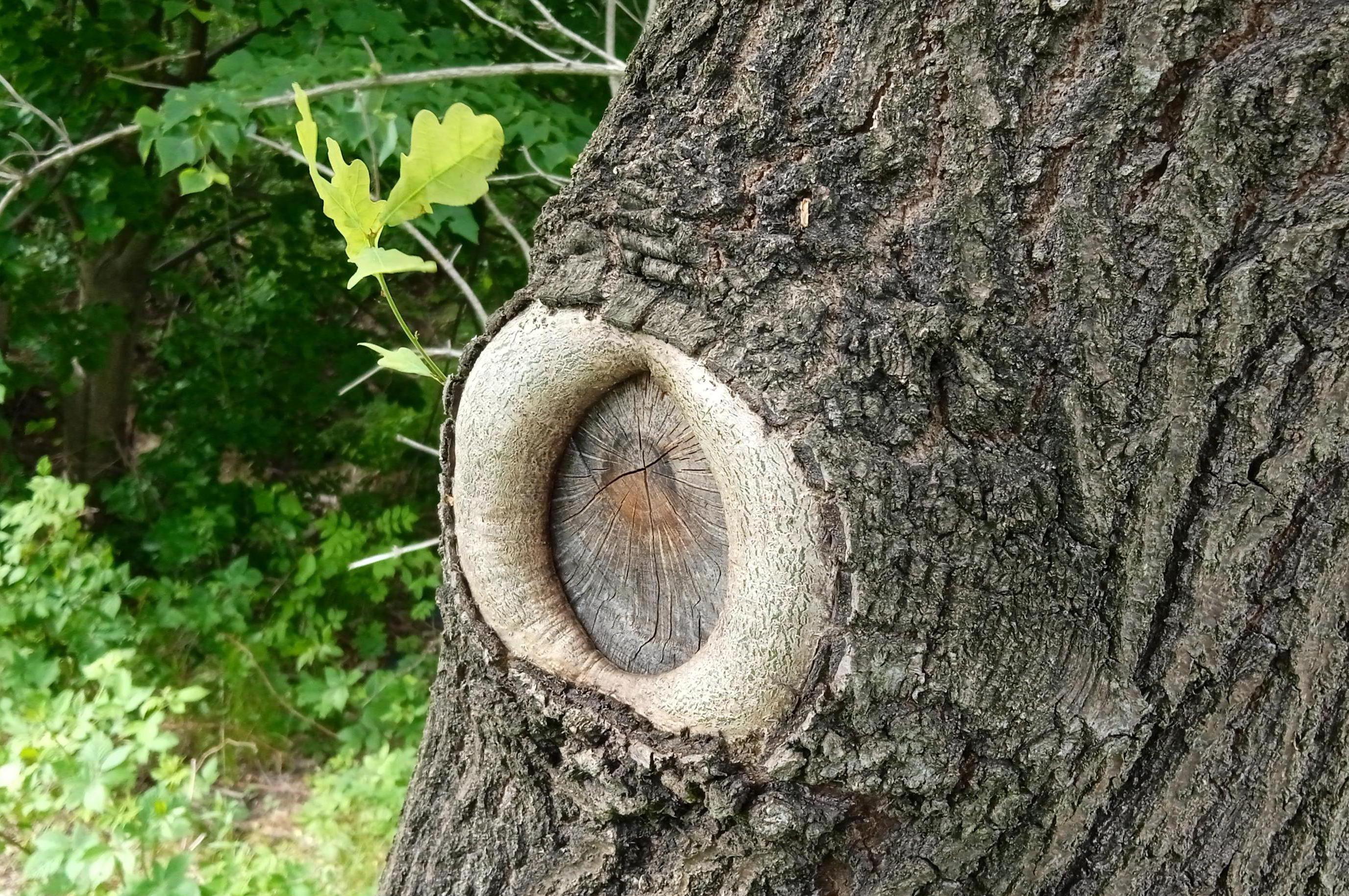 Jiří Miketa - Rizikové kácení a řezy stromů