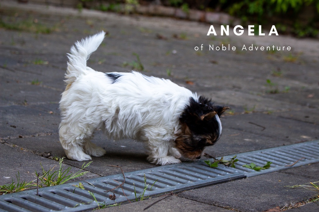 Chovatelská stanice of Noble Adventure foto 4