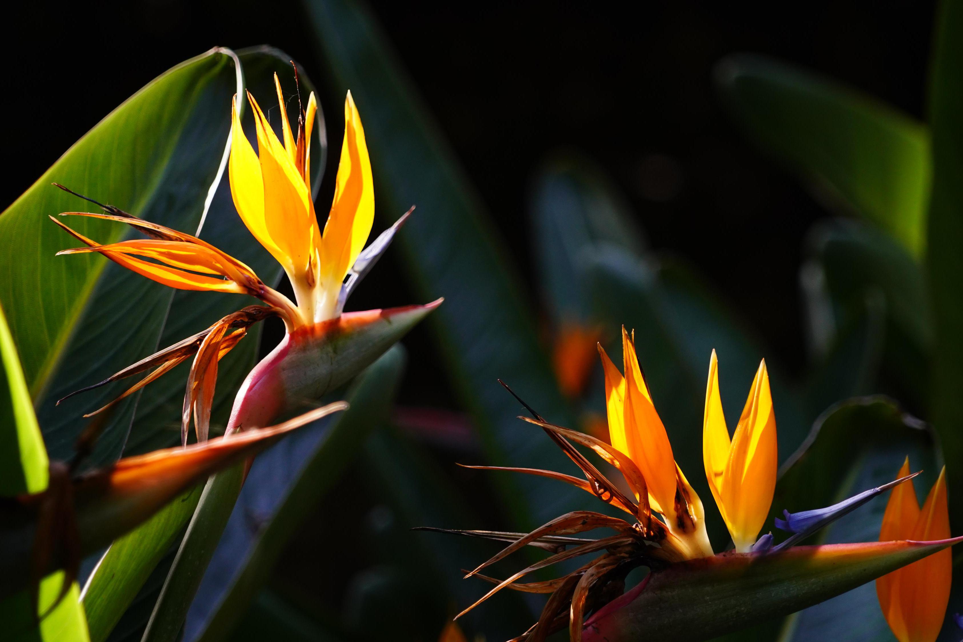 Jiří Hošek - zahradnické práce