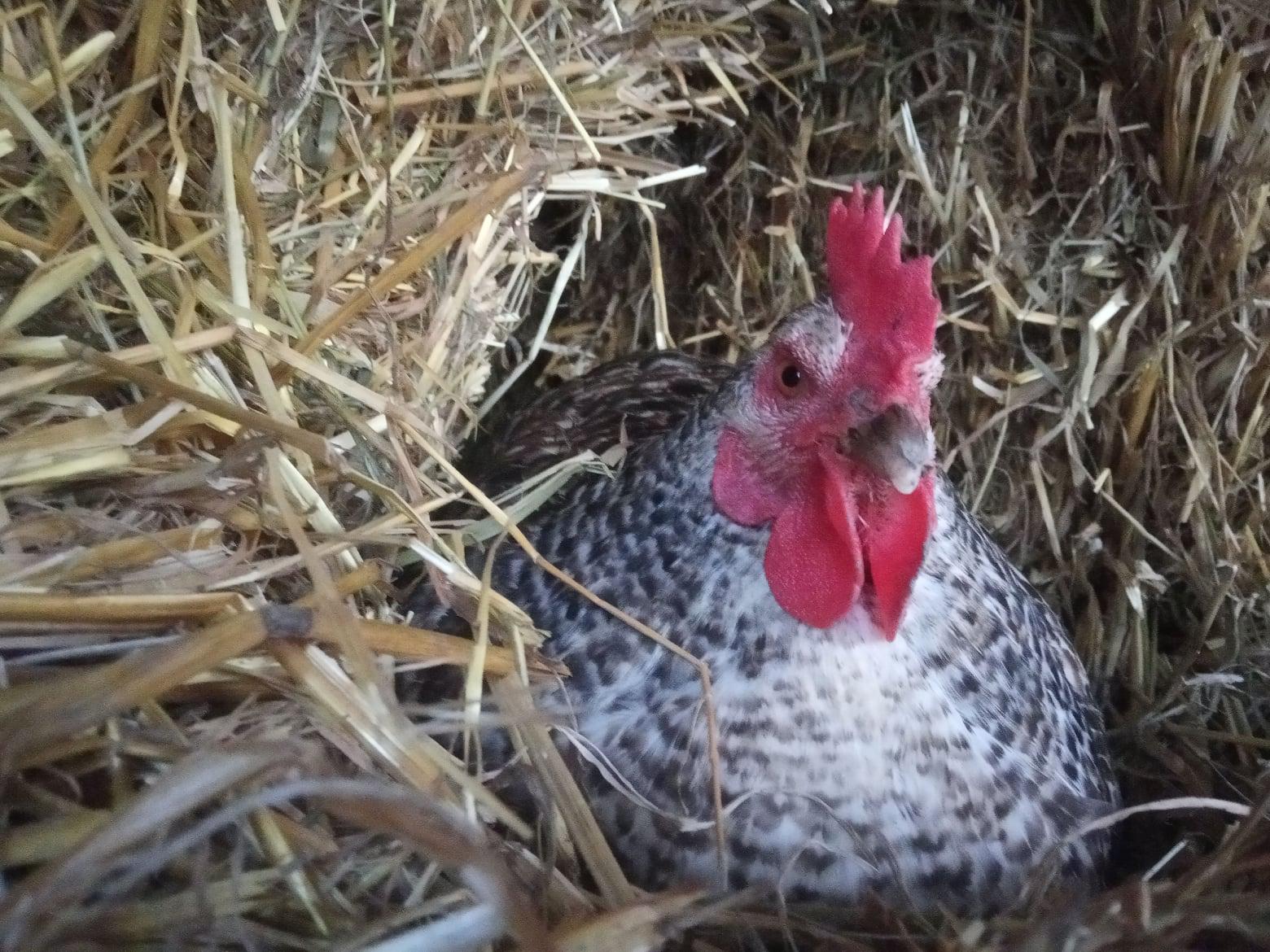 Statek u dvou dubů foto 3