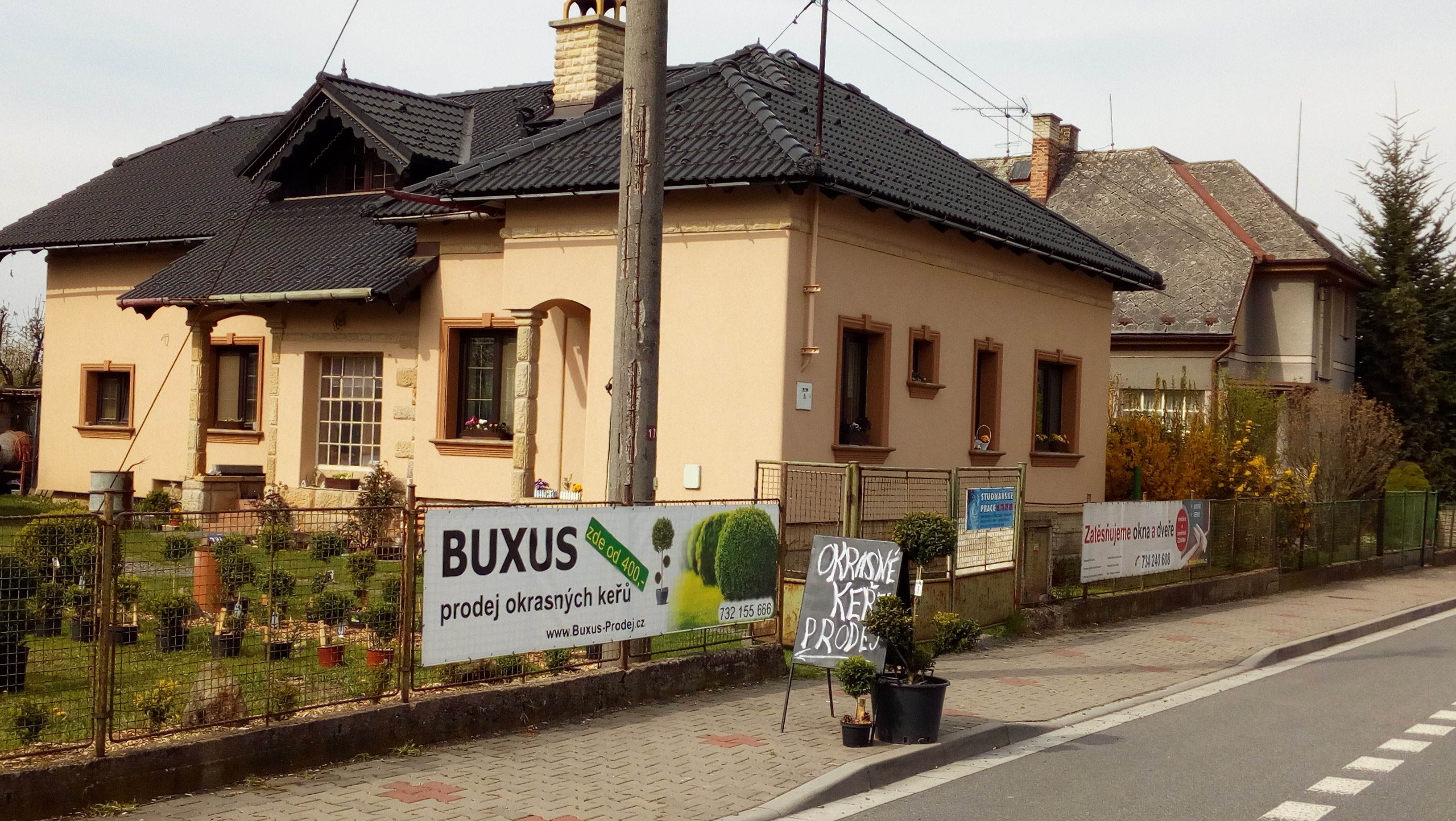 Okrasné keře - BUXUS - Pavel Průša foto 4