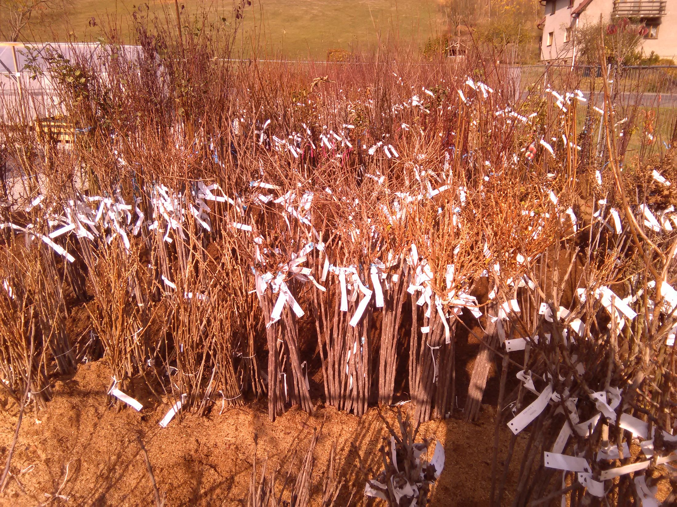 yavGNk.jpeg?fl=res,2200,2200,1