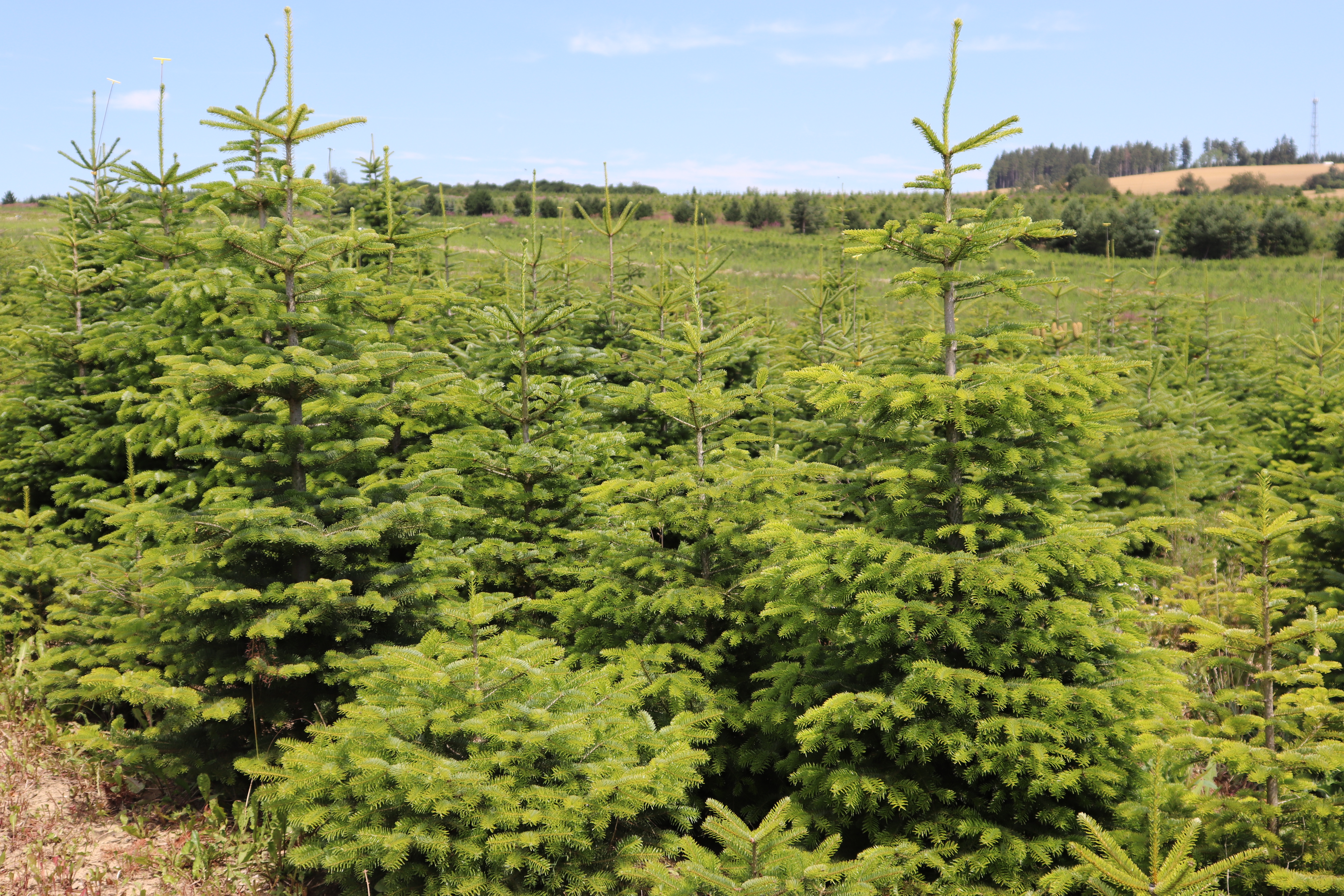 ABIES Vysočina s.r.o. foto 6