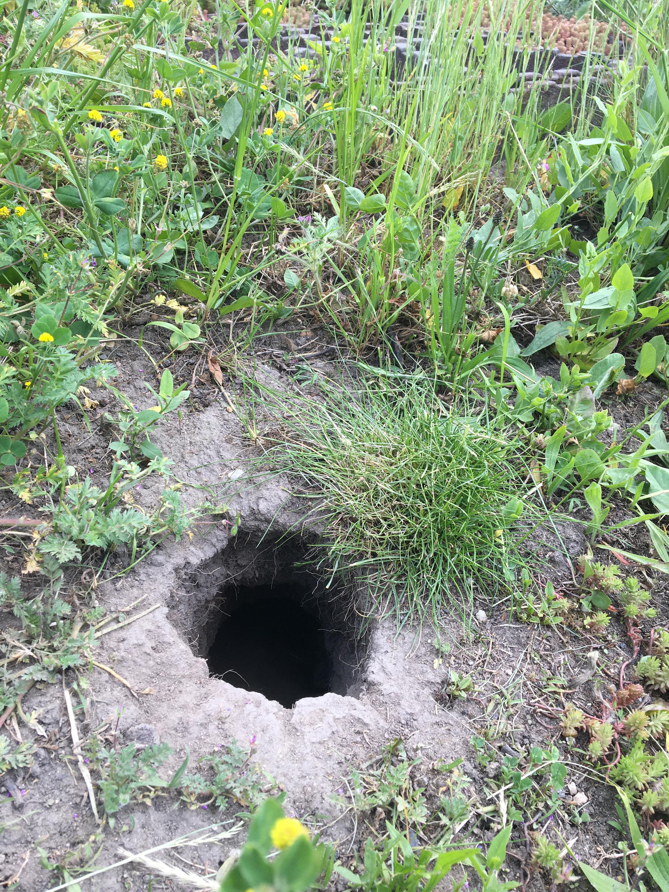 Deratizace a dezinsekce Pavel Šibor foto 6