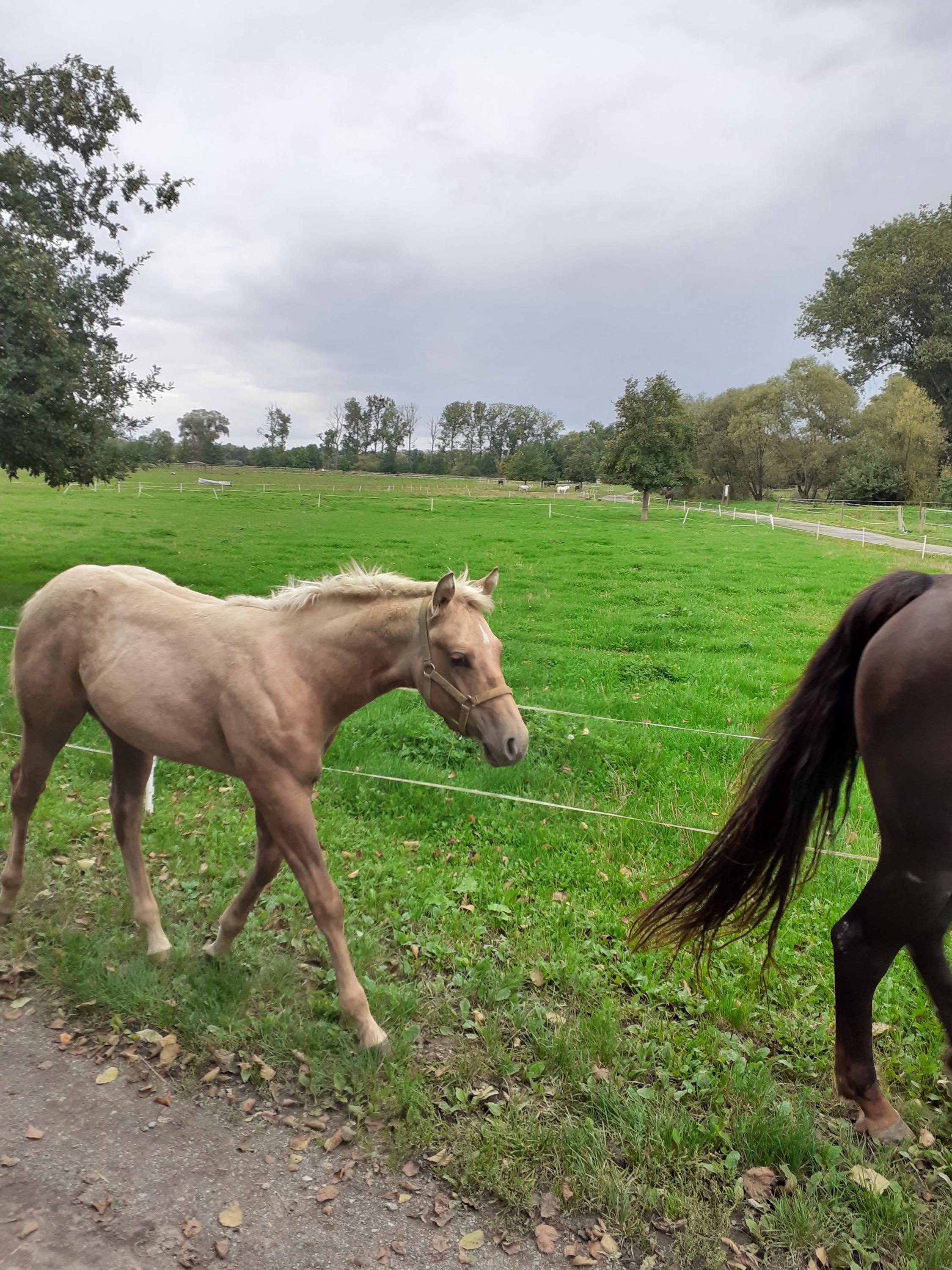 NESTÁDO - ZÁŽITKY S KOŇMI A PONÍKY foto 6