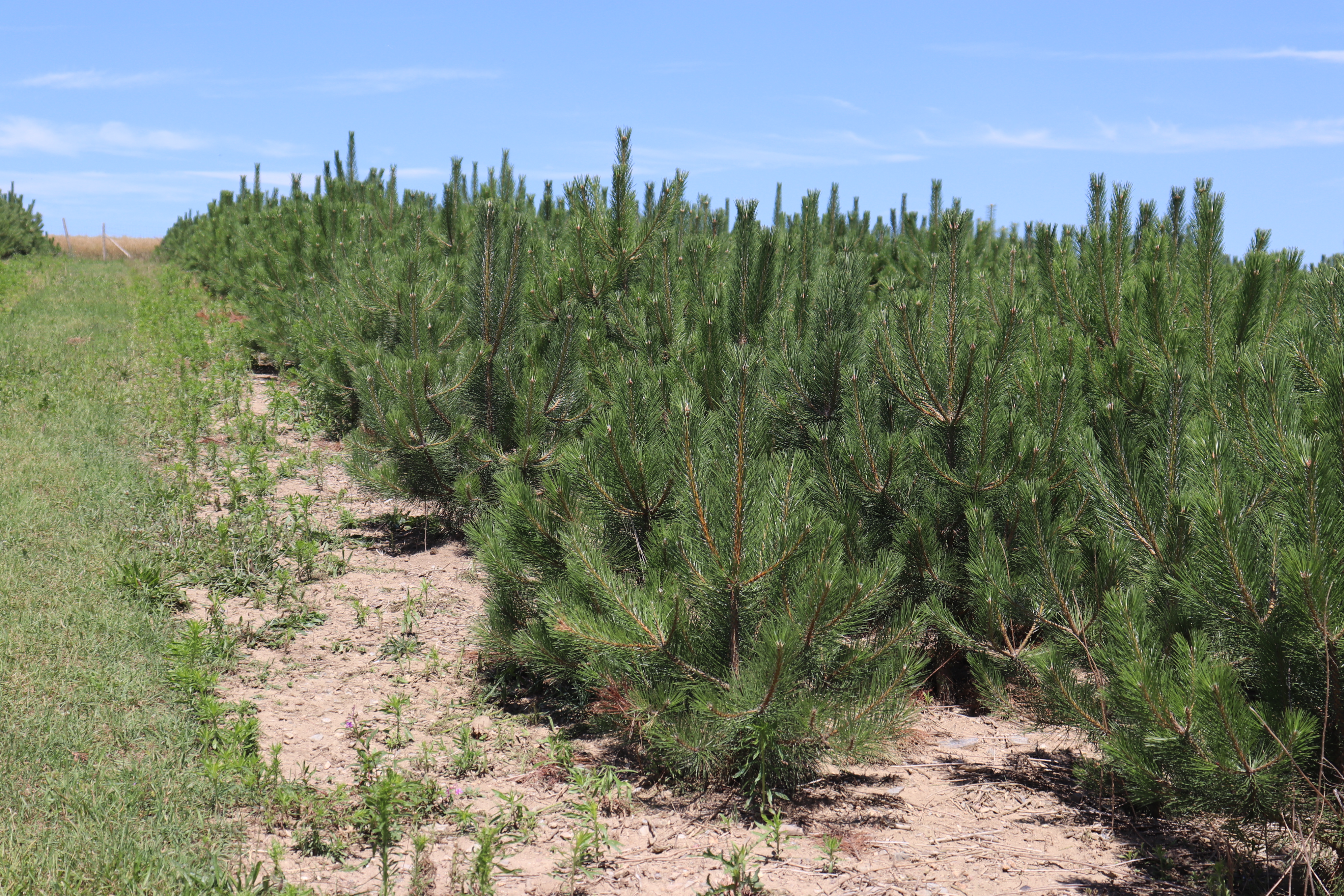 ABIES Vysočina s.r.o. foto 4