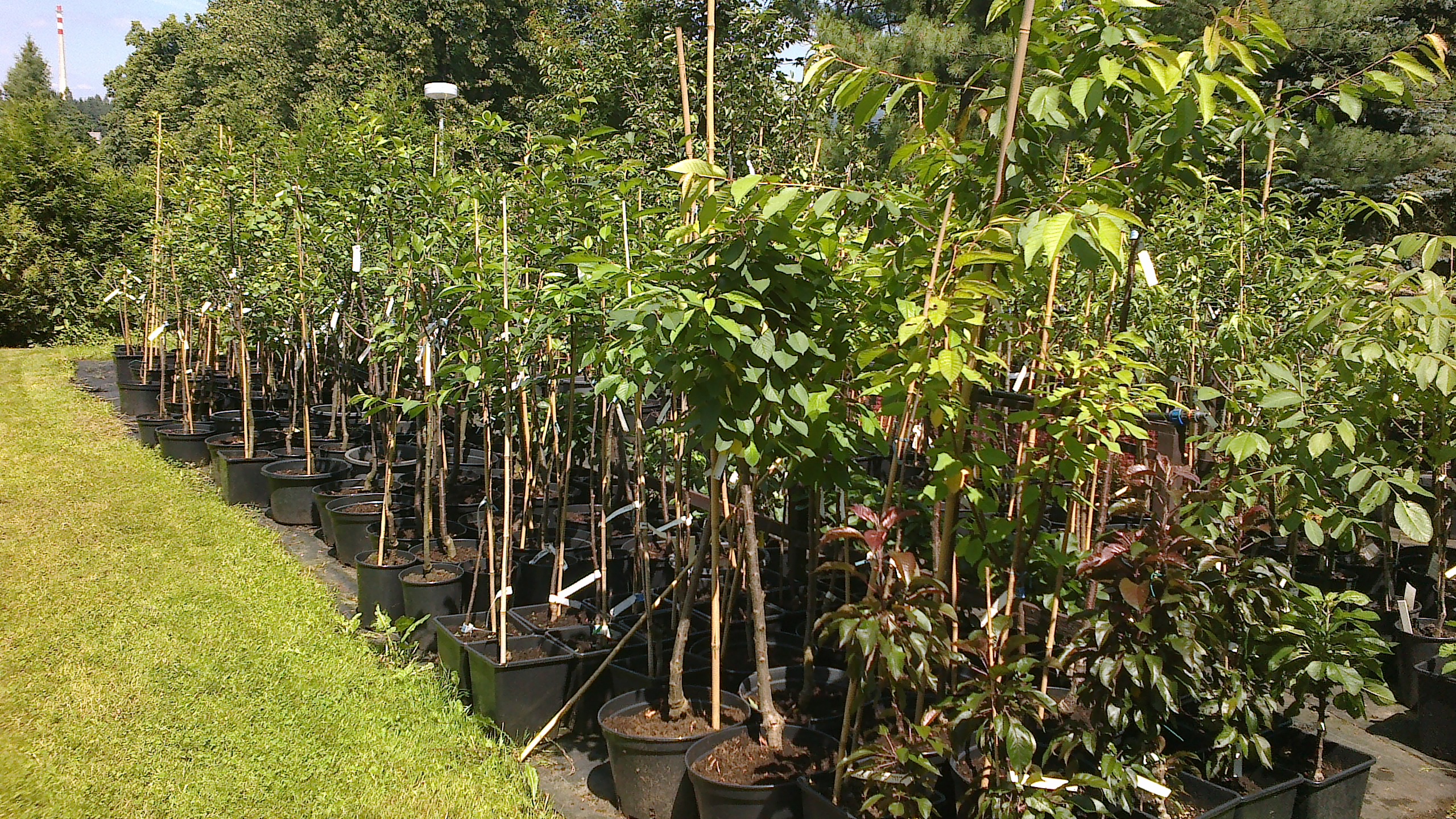 Béďa - květinářství, zahradnictví