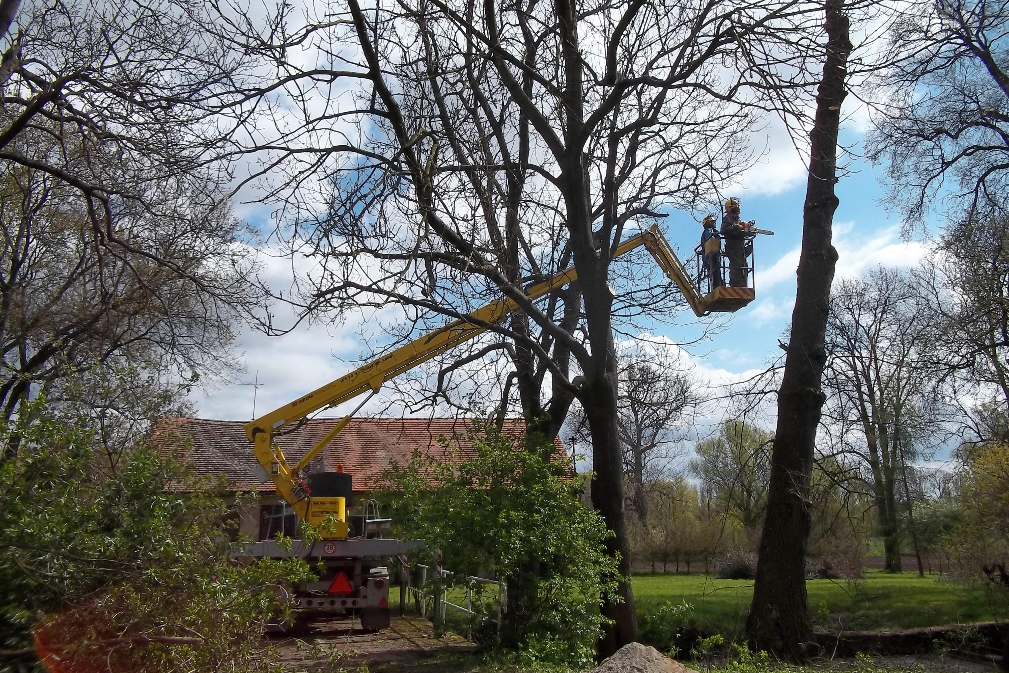 Kácení a ořez stromů