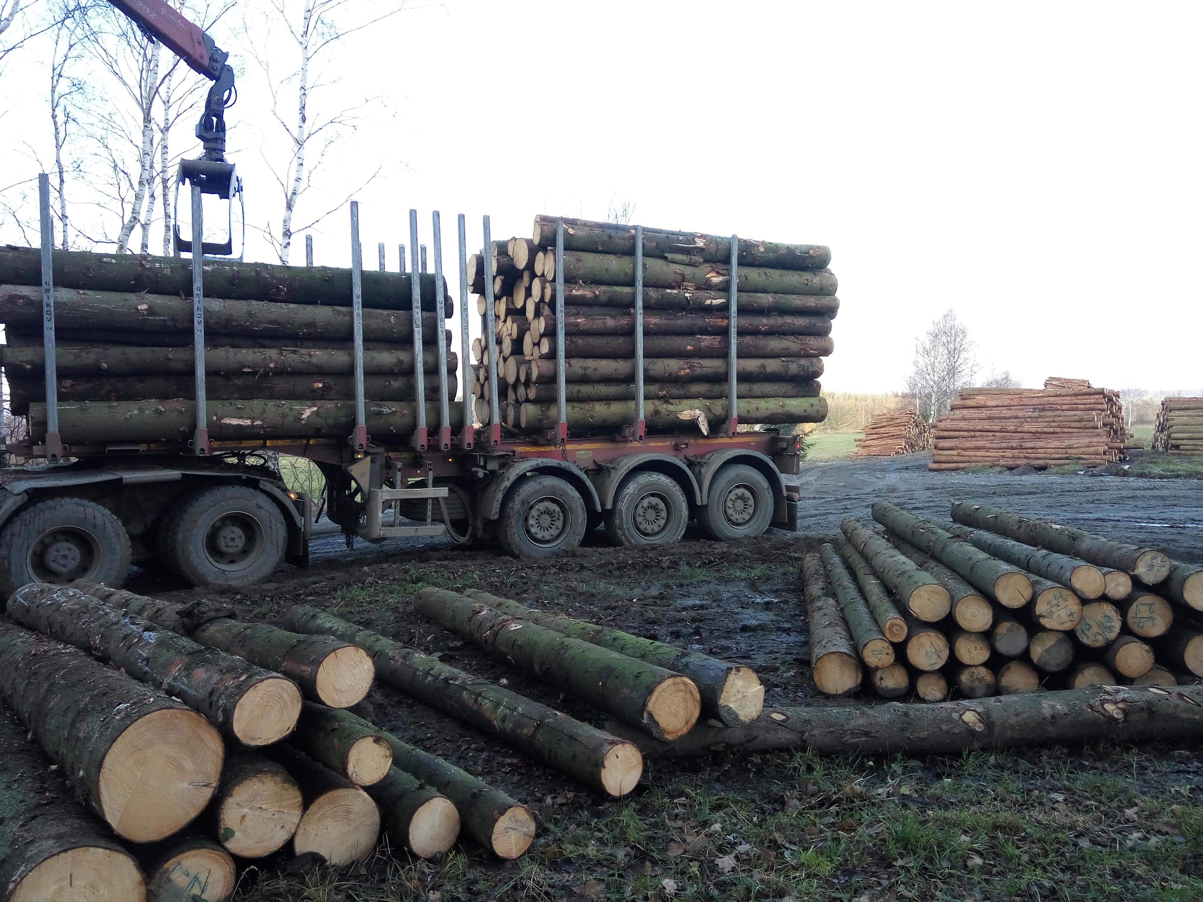 Výkup kůrovcového dřeva foto 3