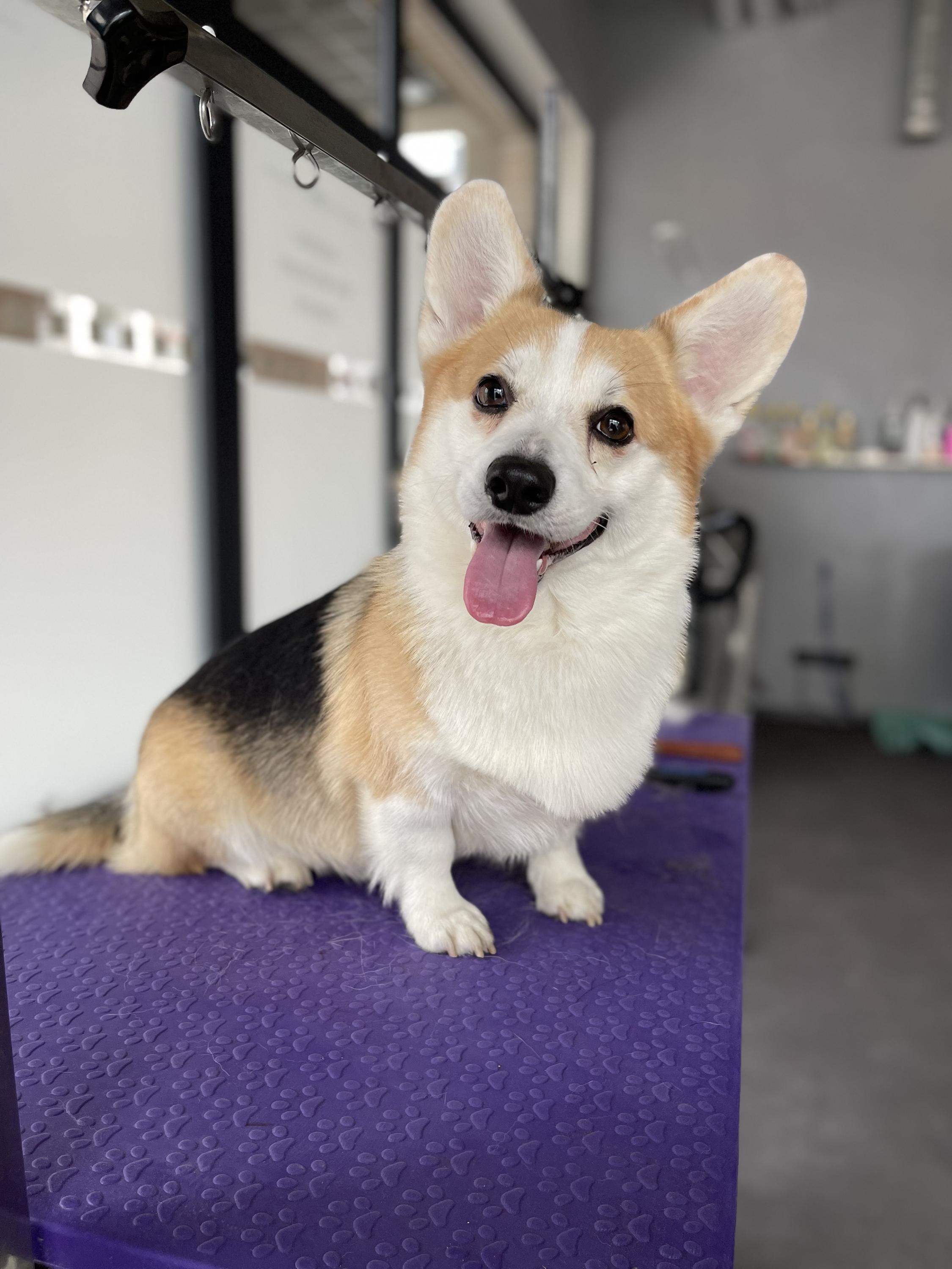Pet´s Grooming & Spa foto 2