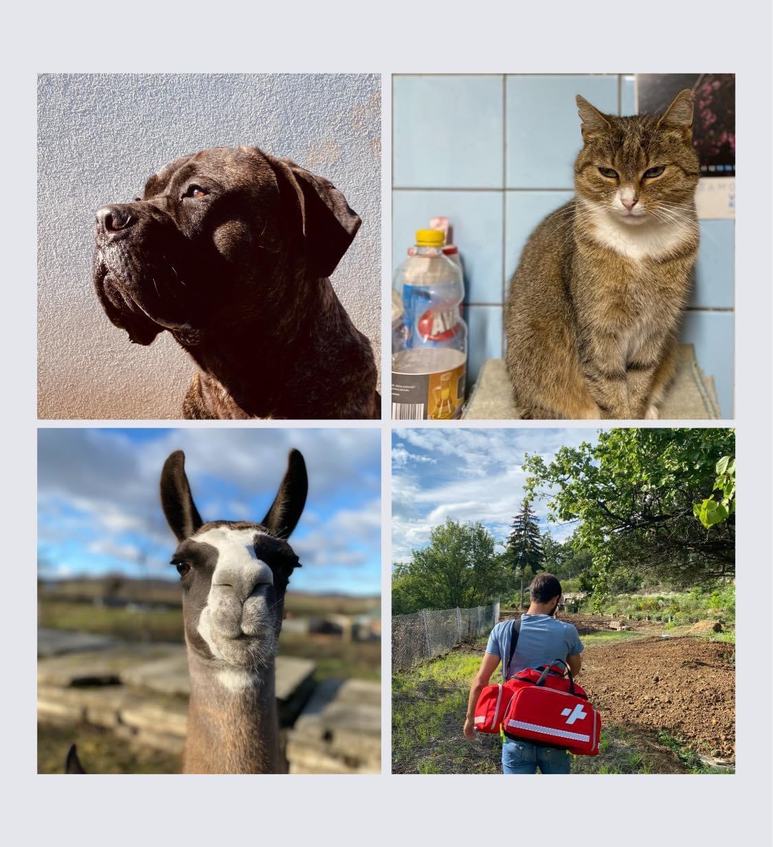 Veterinář domu foto 2