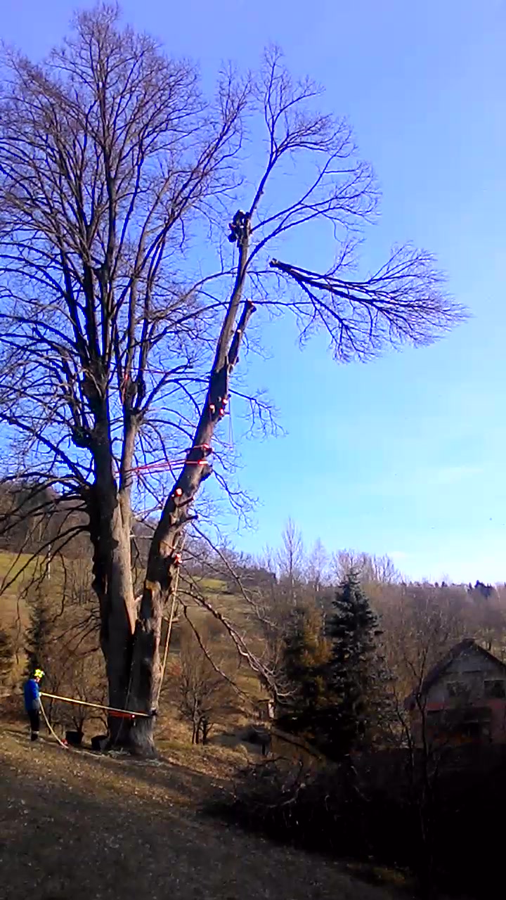 VERTIK - rizikové kácení stromů foto 2 (náhled videa)