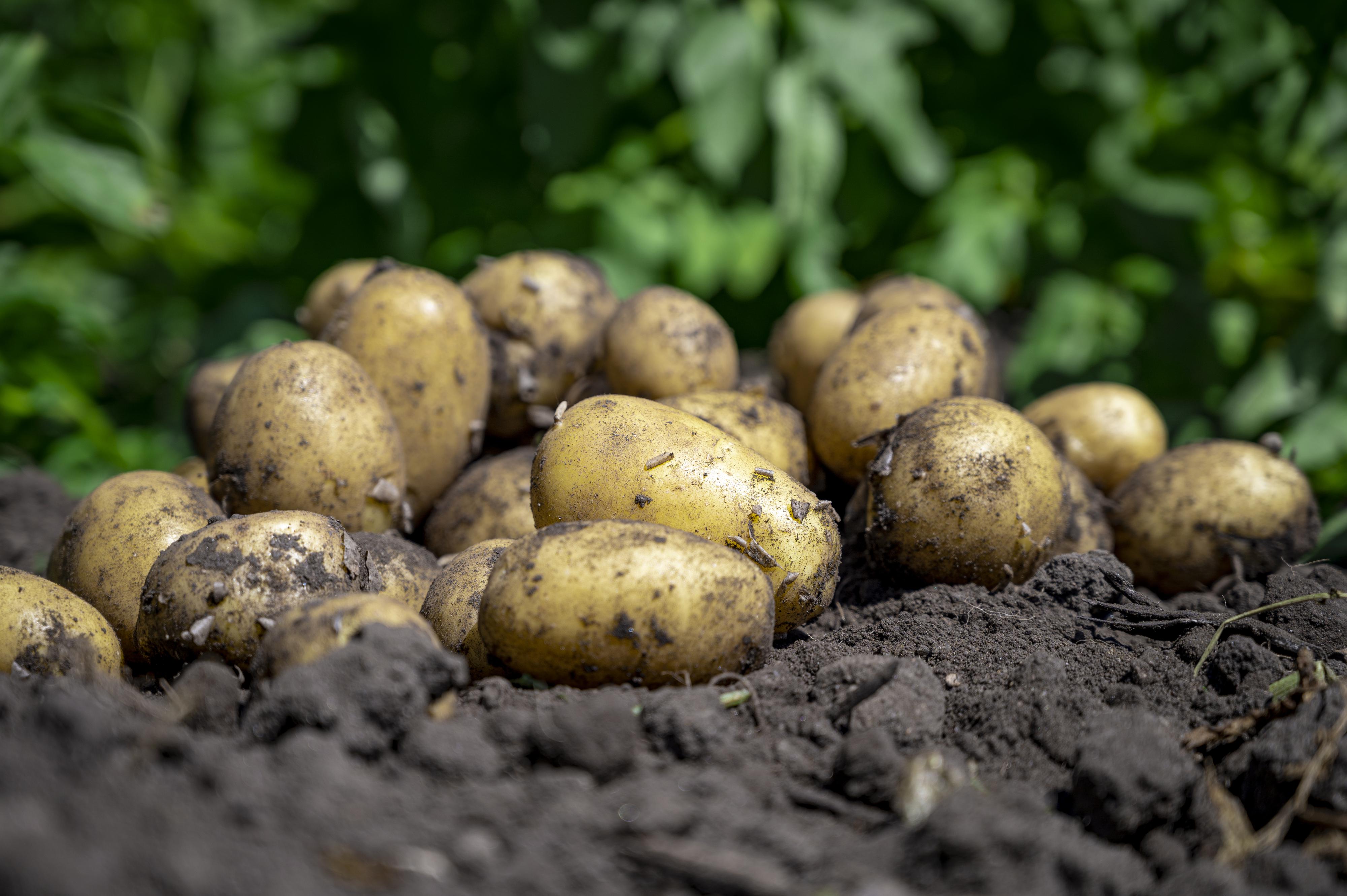 AGRO Fabičovic foto 2