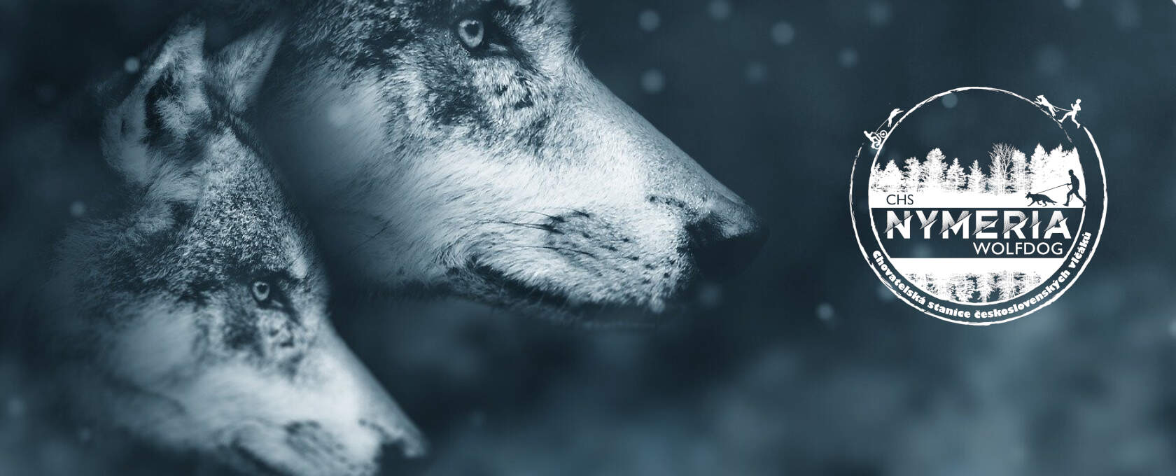 Nymeria wolfdog foto 1
