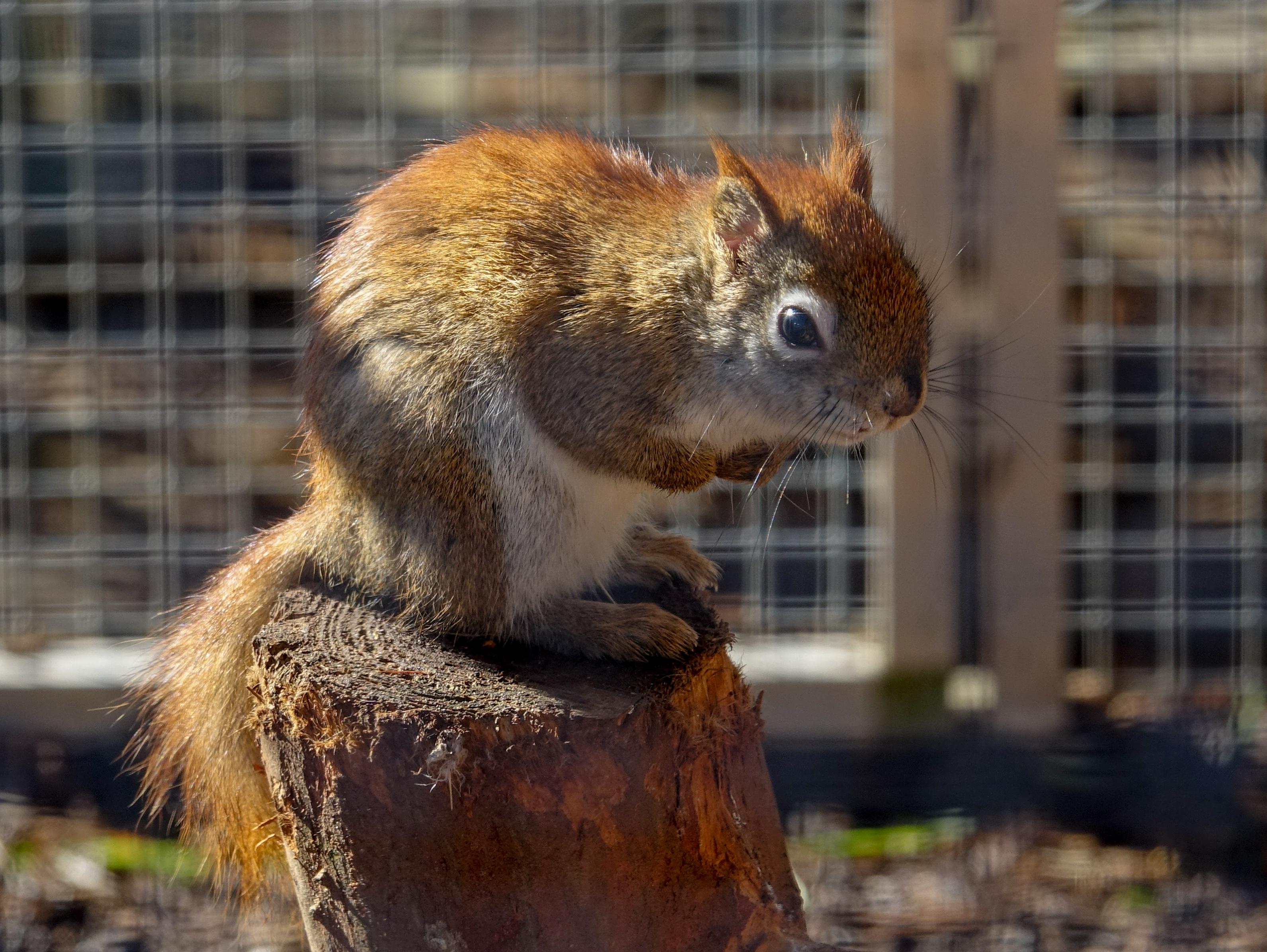 Fauna park foto 2