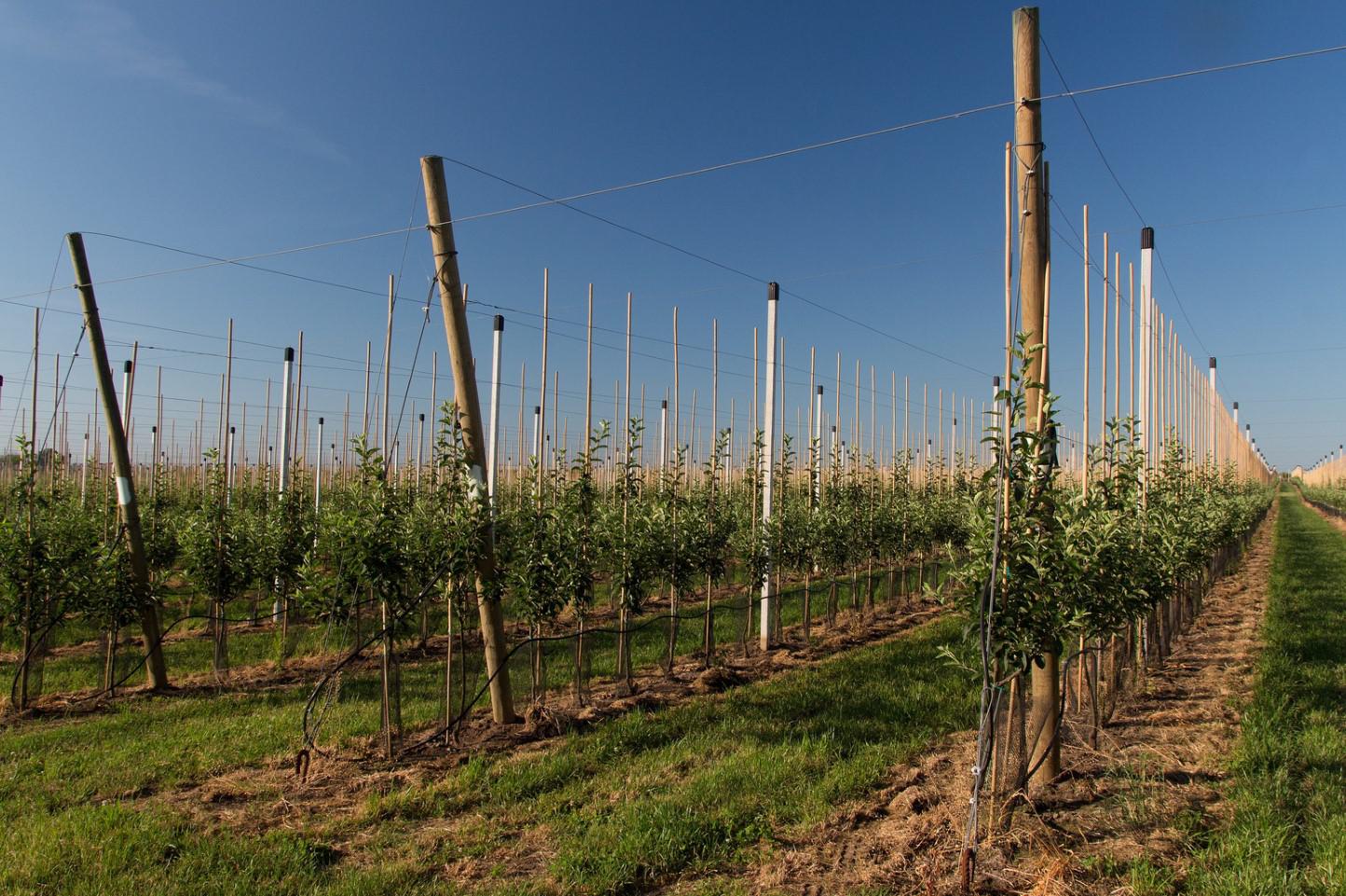 AGROSAD Velké Bílovice, spol. s r.o. foto 2