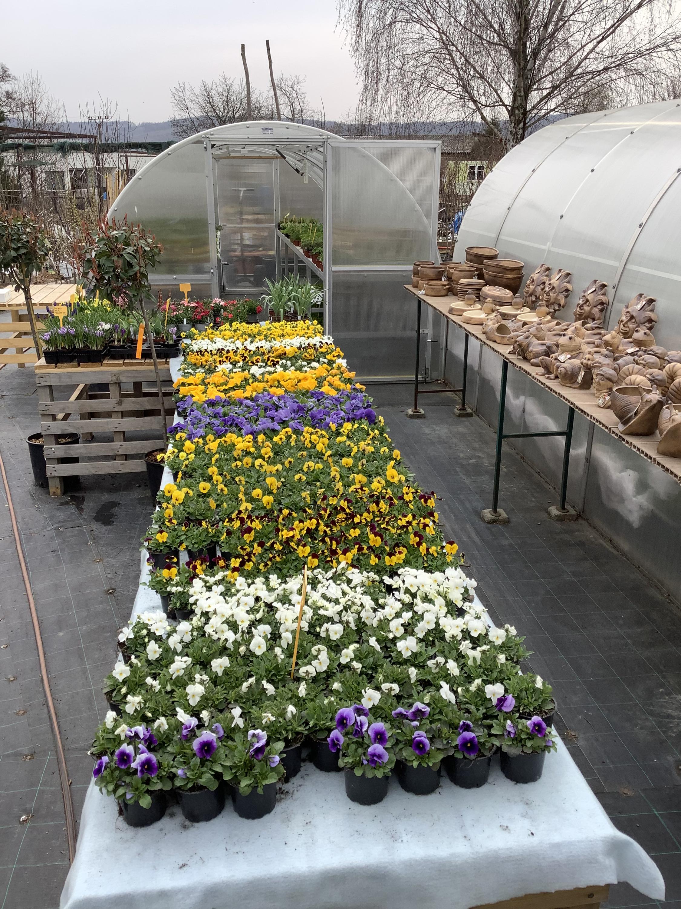 Zahradnictví u rozchodníka, spol. s r.o. foto 6