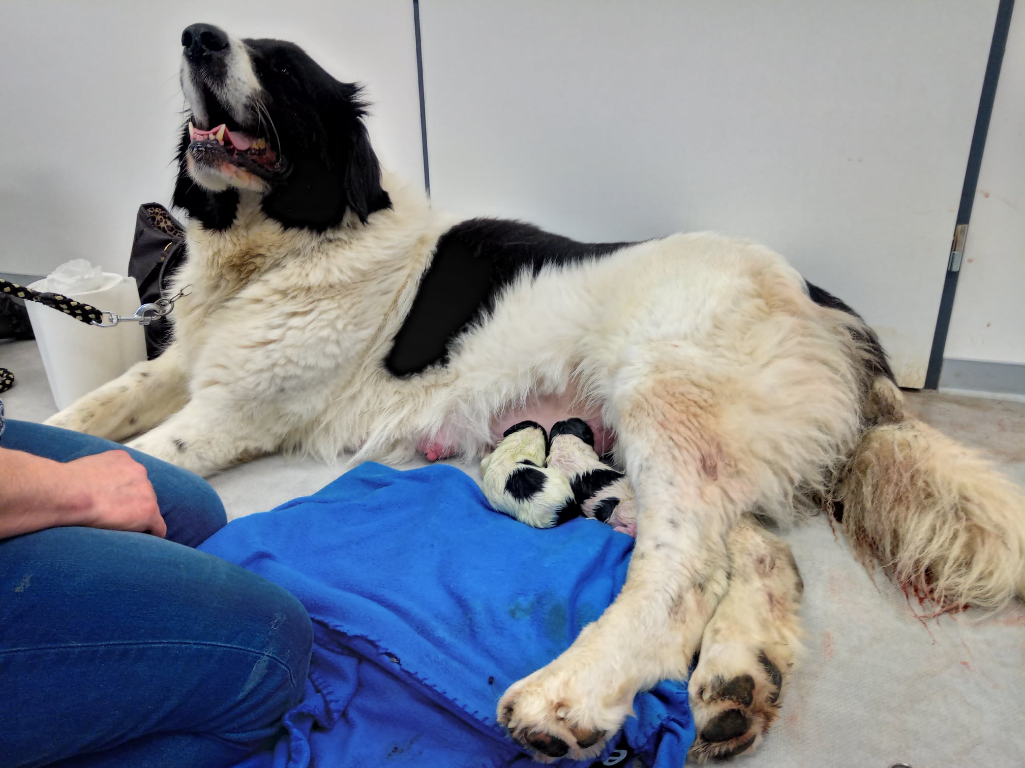 Veterinární ordinace VET-S foto 3