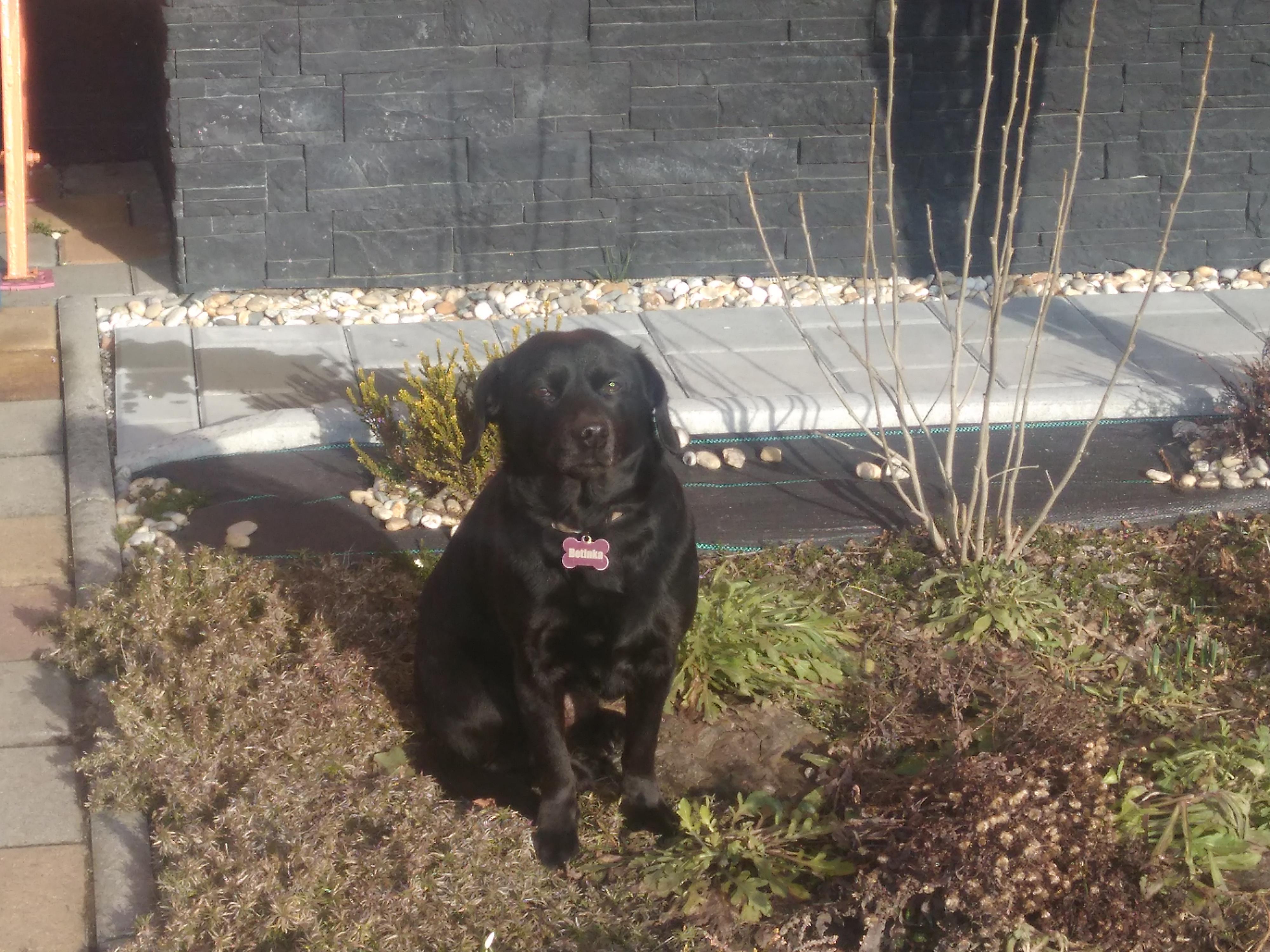 Čtyřlístek pro hafany foto 3