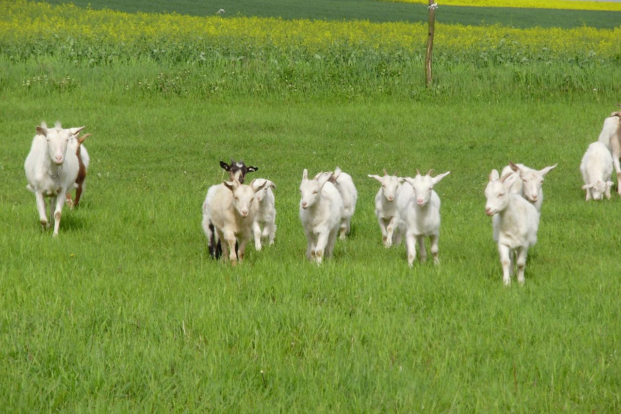 Farma "NA KONCI" Modlany